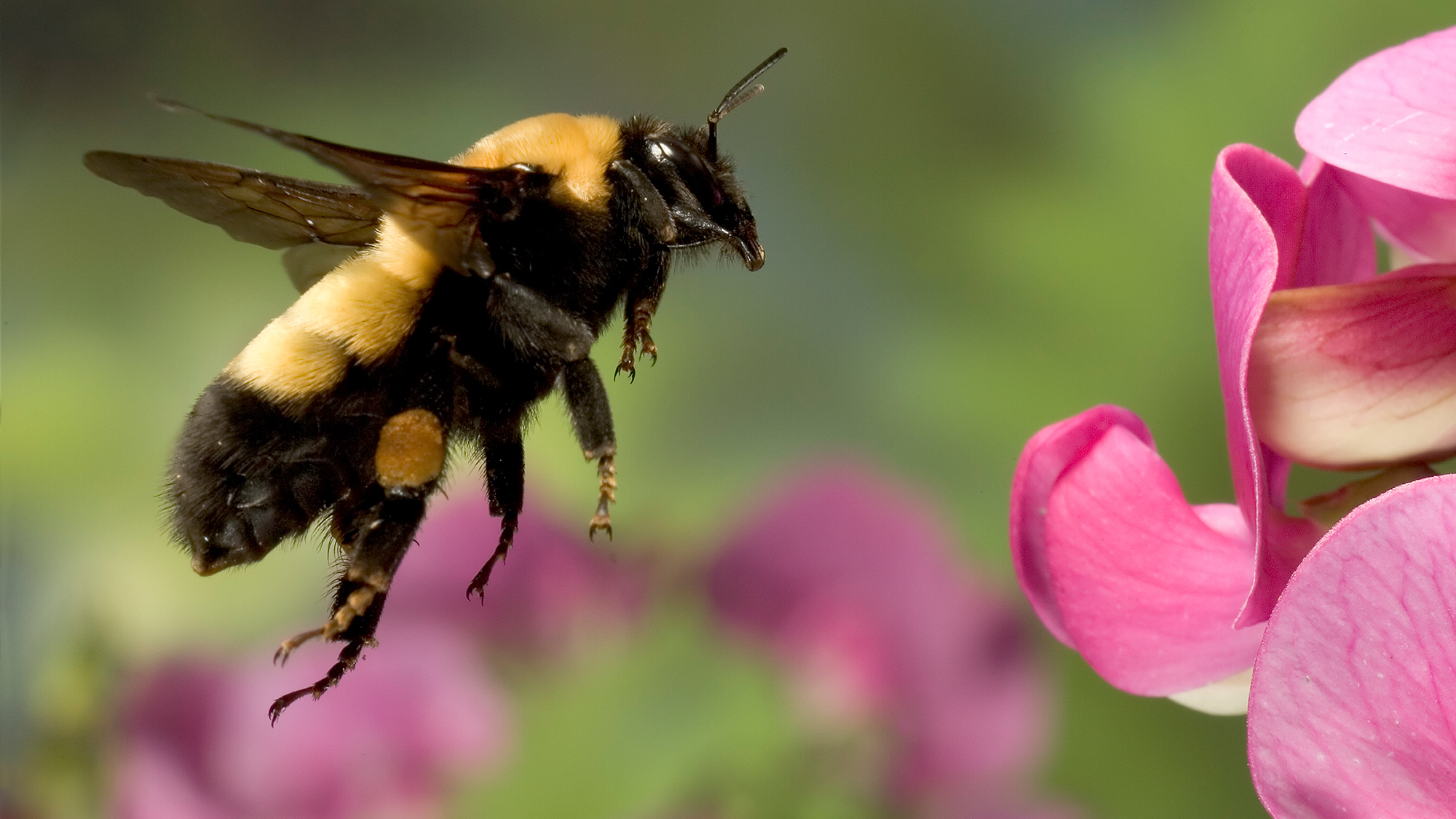 Bumble the Bee: The most popular person at the ballpark (+video) - Deseret  News