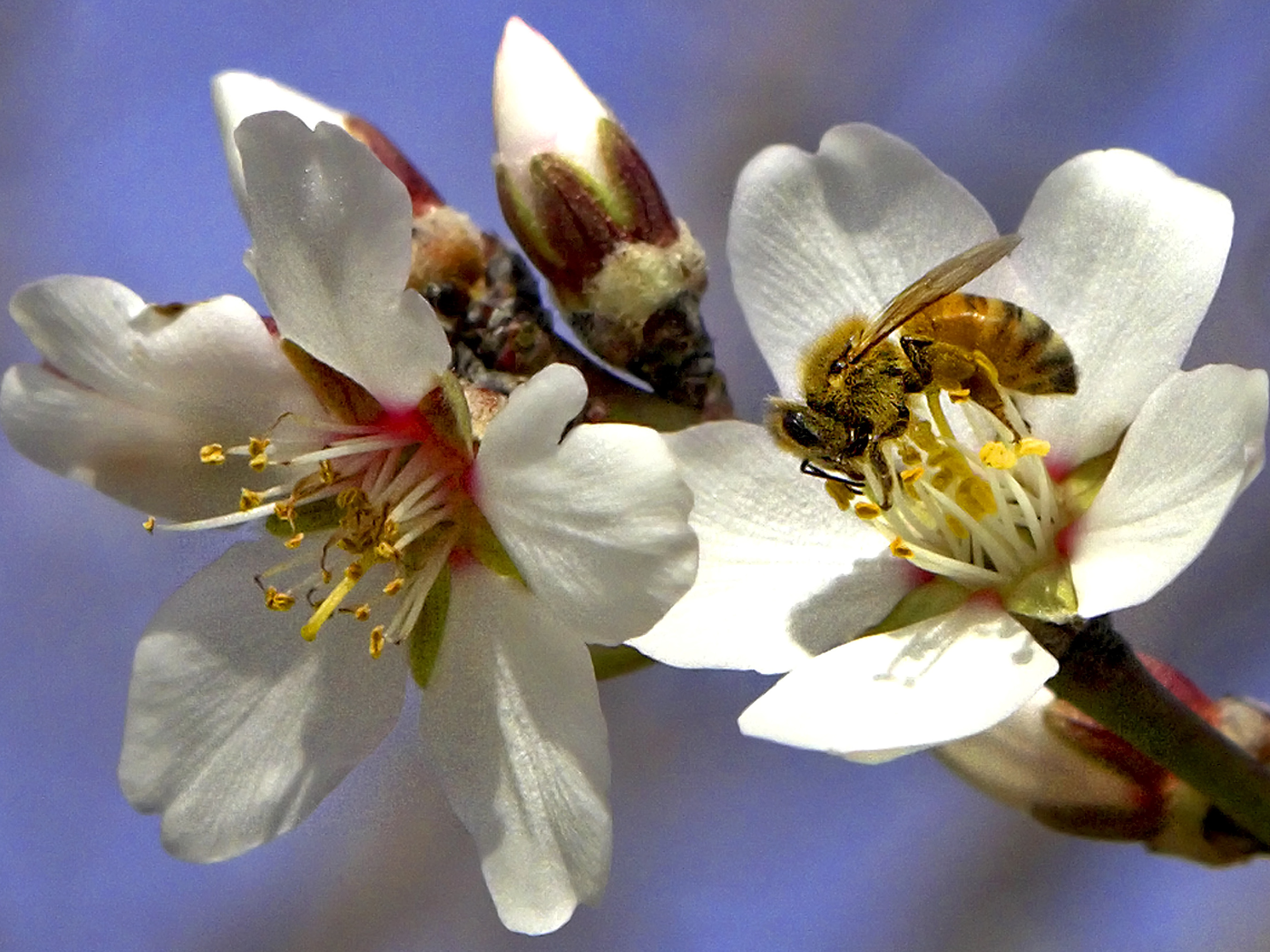 A honeybee collects nectar from an almond blossom in an almond orchard near Bakersfield in Wasco, California, U.S. (Bloomberg via Getty Images)