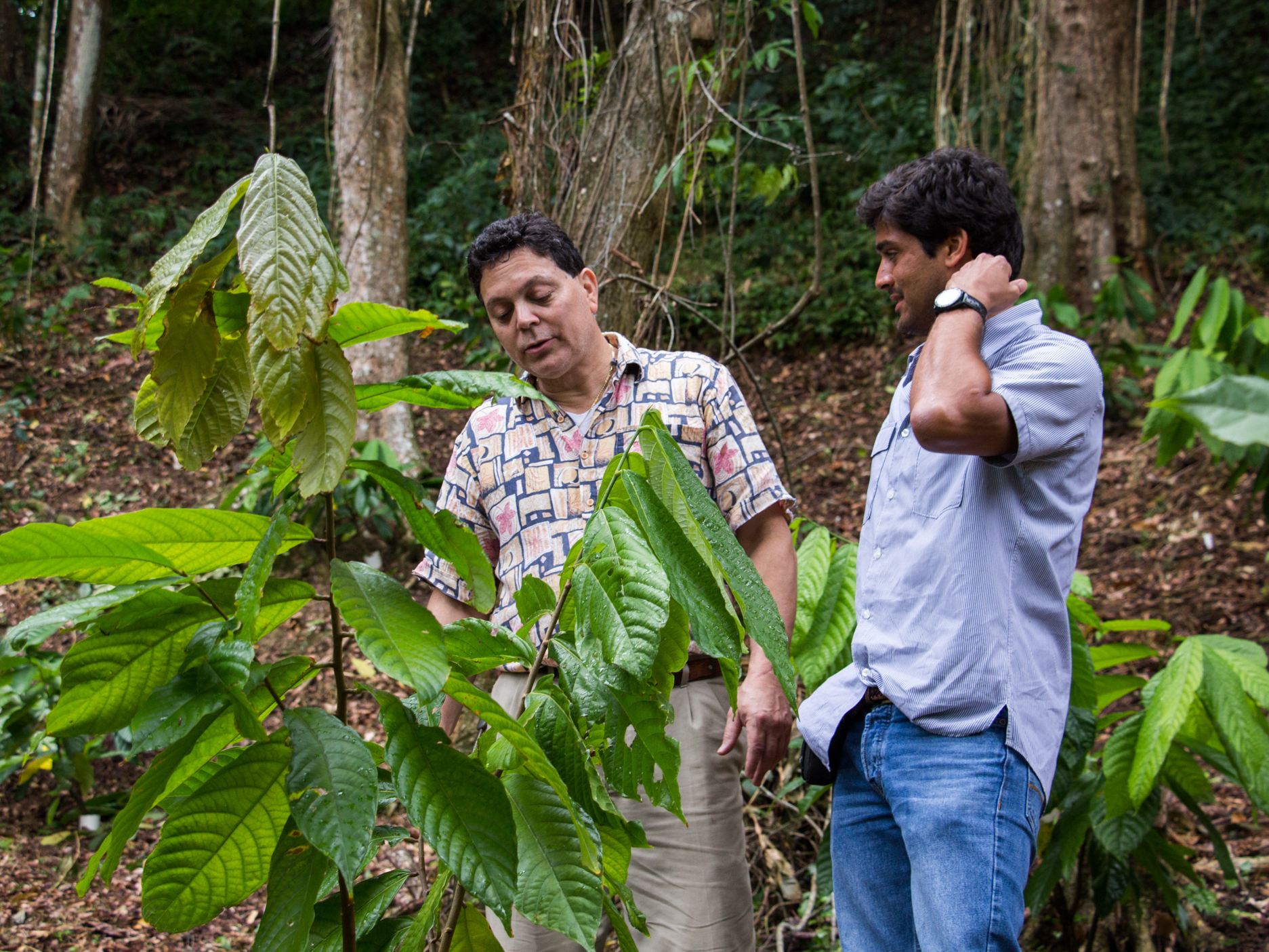 Reviving Puerto Rico's Cocoa Farms, Centuries After Hurricanes