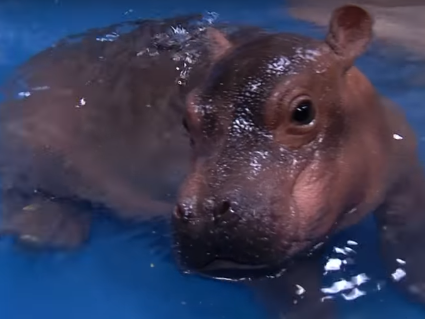 WATCH After Health Scare, Fiona The Baby Hippo Goes For A Dip WBUR News