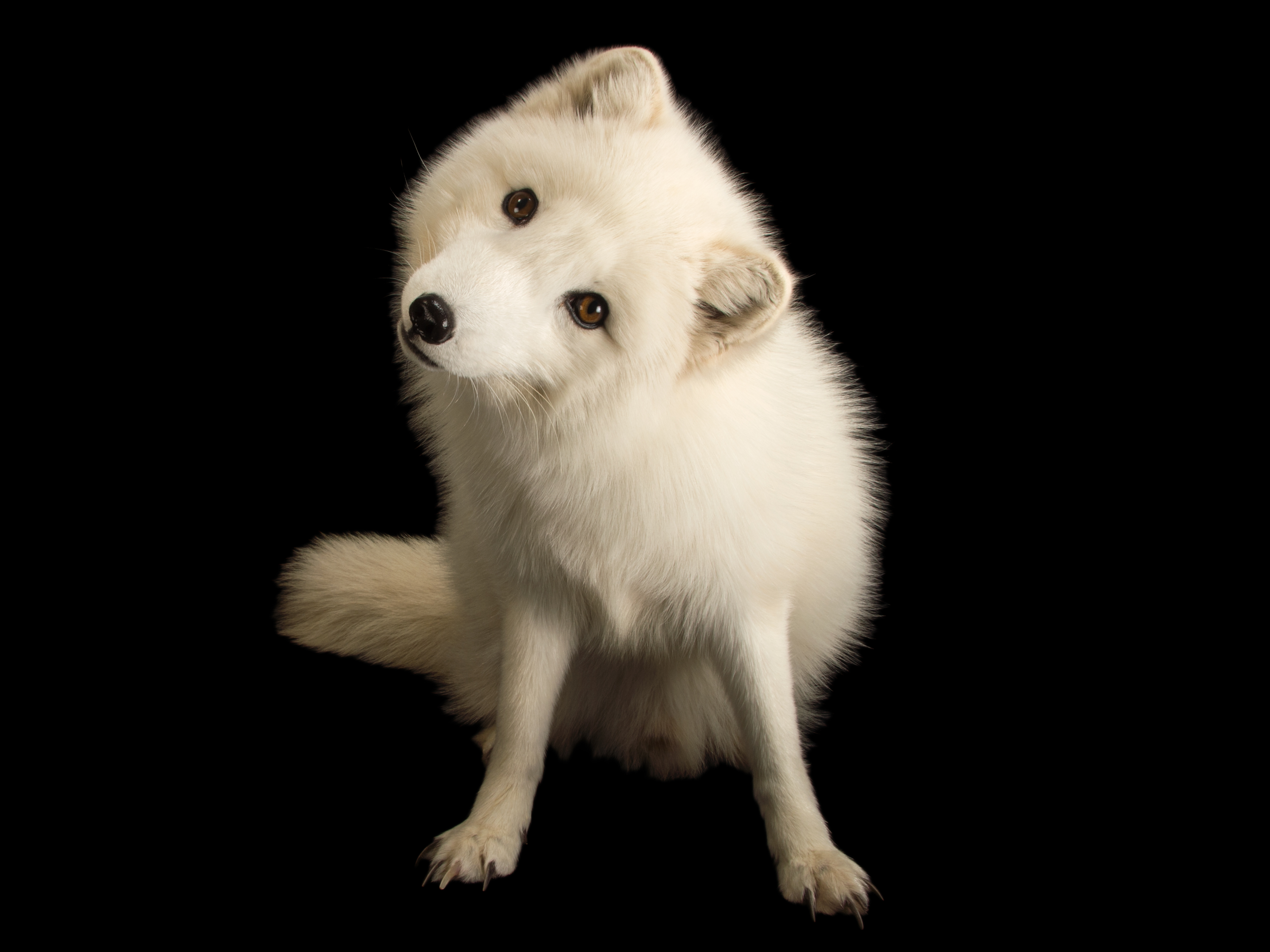  (National Geographic)