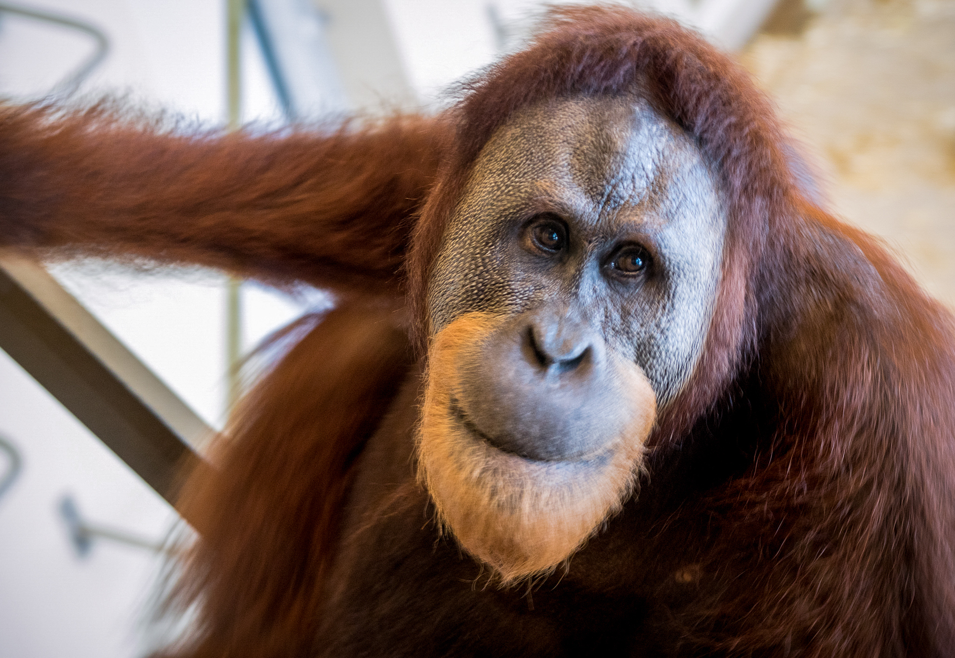 Rocky spent his first few years raised by people, and is particularly attuned to human speech and behavior, researchers say. But his remarkable ability to learn and match human pitch and common sounds of speech surprised them. (Mark Kaser/Courtesy of Indianapolis Zoo)
