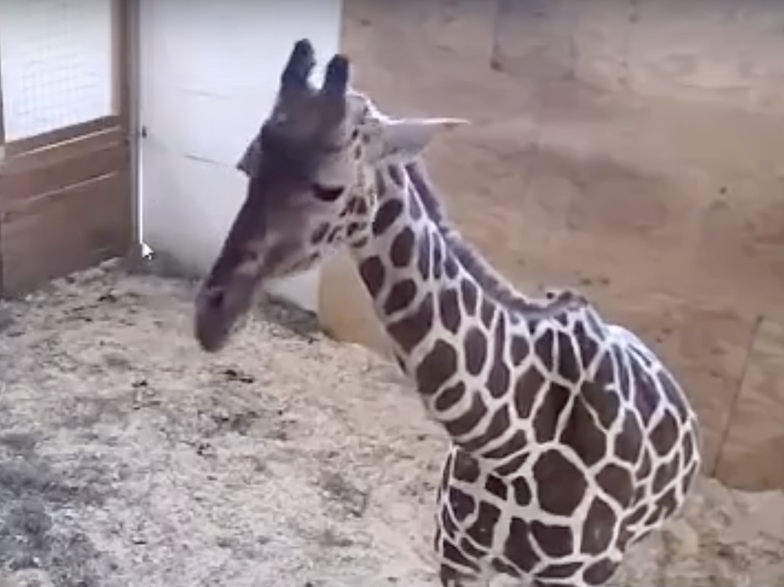 A screenshot from the YouTube livestream video of April the giraffe, who is set to give birth soon. (YouTube)