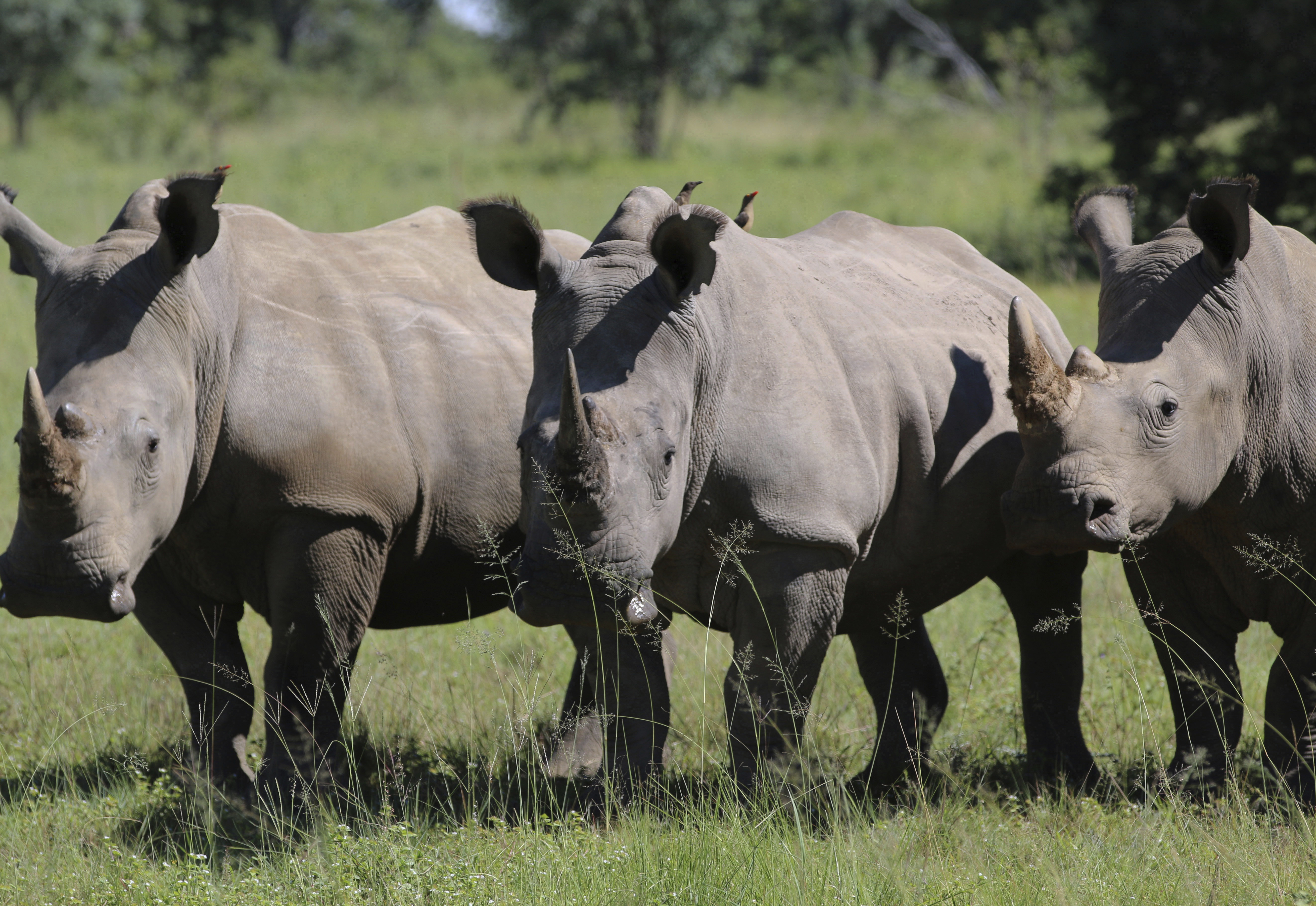 South Africa considers legalizing domestic rhino horn trade
