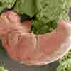 research on water bears How One Of The World's Toughest Creatures Can Bring Itself Back To Life