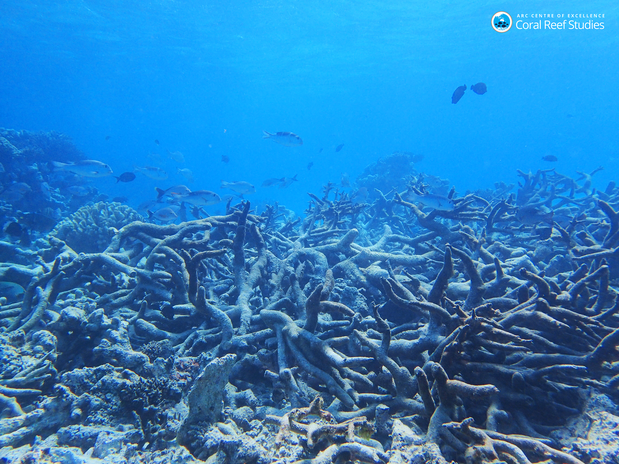 Graveyard of Staghorn coral, Yonge reef, Northern Great Barrier Reef, October 2016. (ARC Centre of Excellence for Coral Reef Studies)