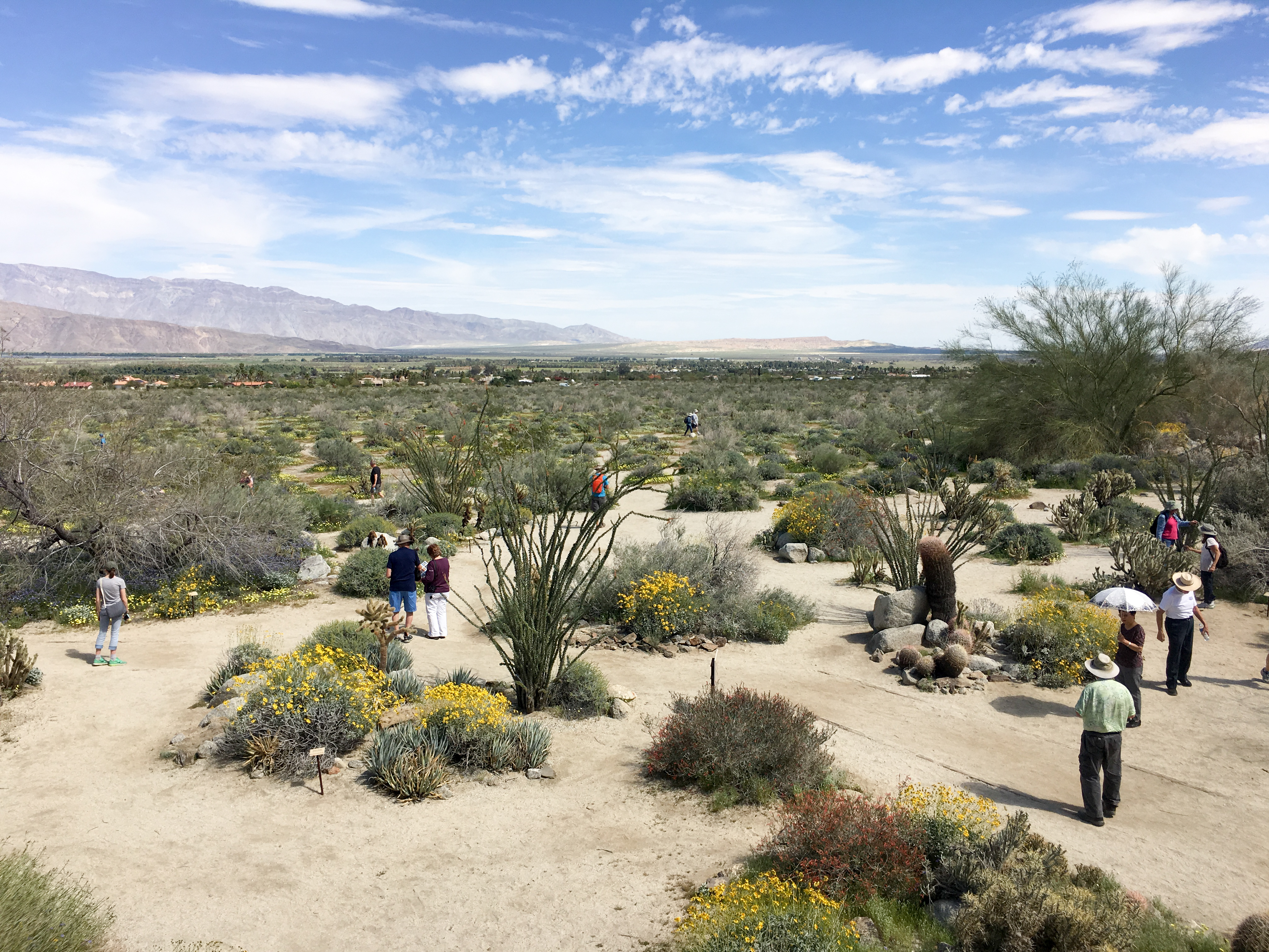 People are scattered throughout the hills and valleys of Anza-Borrego, Califonia's largest state park, taking in the beauty of a rare &quot;super bloom&quot; of wild flowers. (NPR)