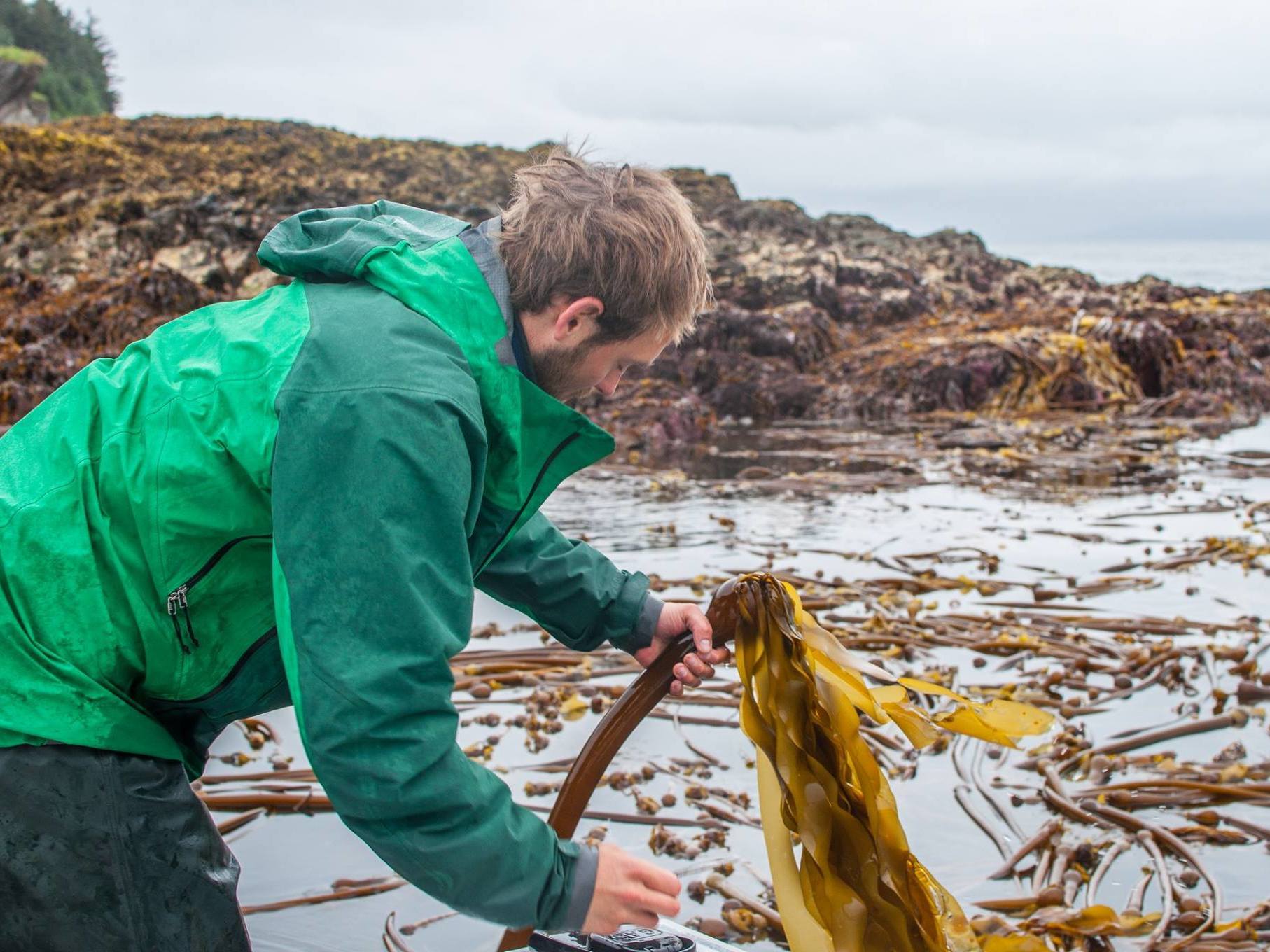 Matt Kern harvests wild bull kelp for salsa that he and his partner, Lisa Heifetz, are selling as part of his new business. (Courtesy of Matt Kern and Lisa Heifetz)