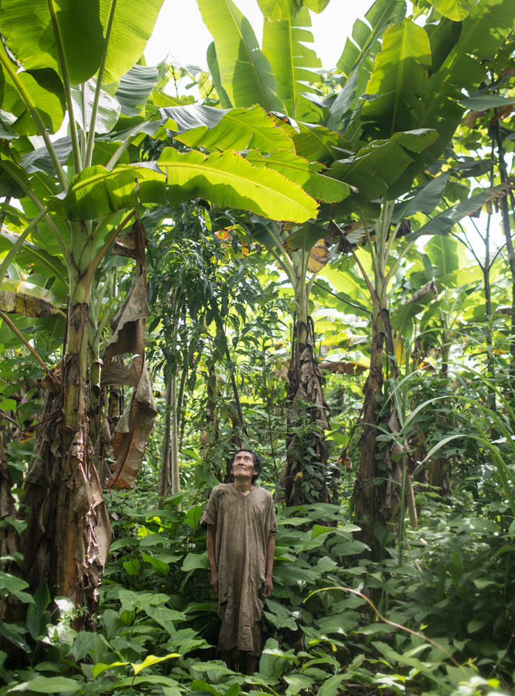 Jose, a member of the Tsimane group who's 75 years old, stands in the plantain field he planted in Bolivia's Amazon rain forest. (National Geographic)