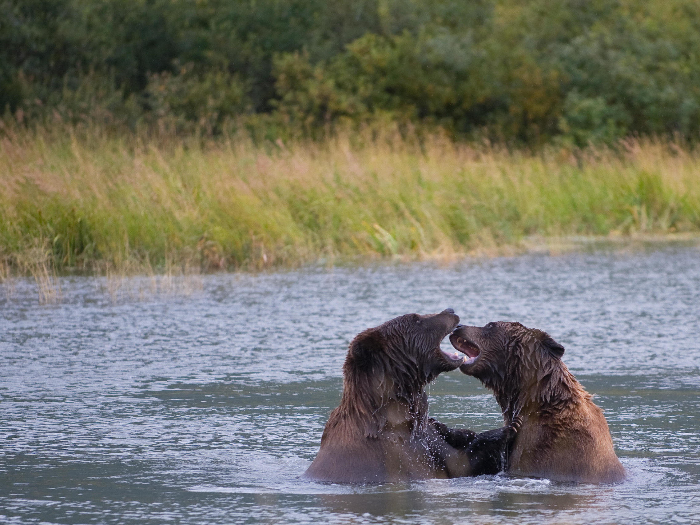 Brown bears play in a pond at the Alaska Wildlife Conservation Center in Portage Glacier, Alaska, in 2009. (AFP/Getty Images)