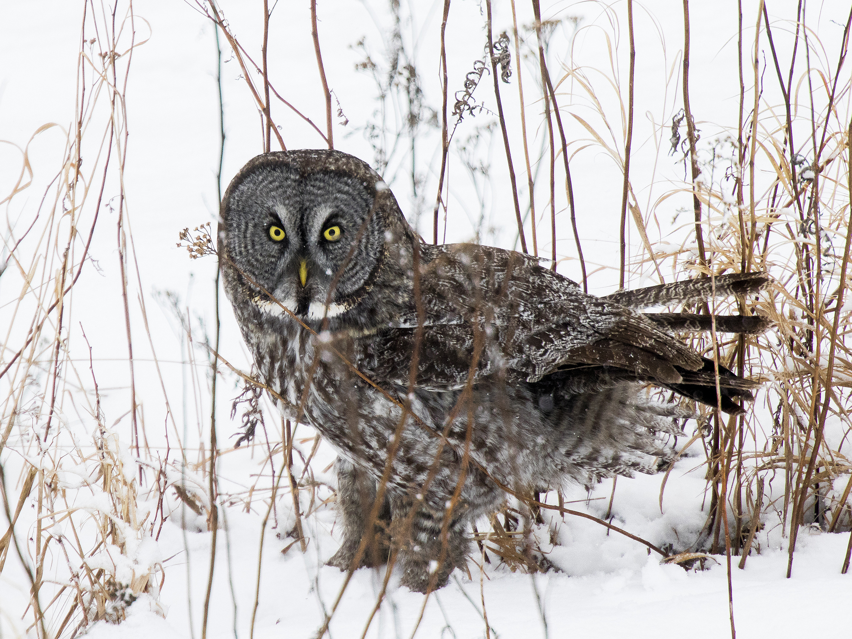 Some Wildlife Photographers Use Bait, But Is It Worth The Shot?