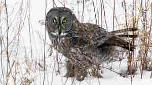 Some Wildlife Photographers Use Bait, But Is It Worth The Shot?