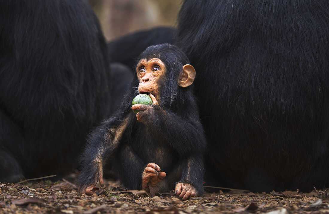 What Gave Some Primates Bigger Brains? A Fruit-Filled Diet : The Salt : NPR