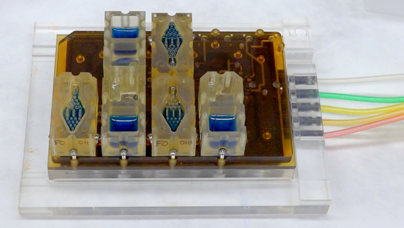 EVATAR is a book-size lab system that can replicate a woman's reproductive cycle. Each compartment contains living tissue from a different part of the reproductive tract. The blue fluid pumps through each compartment, chemically connecting the various tissues. (Courtesy of Northwestern University)