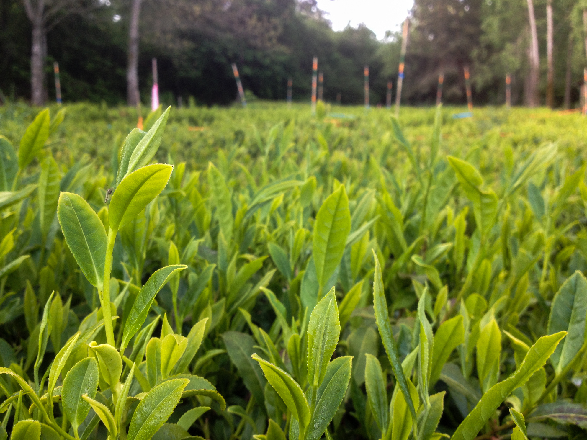 Pinkies Up! A Local Tea Movement Is Brewing NCPR News