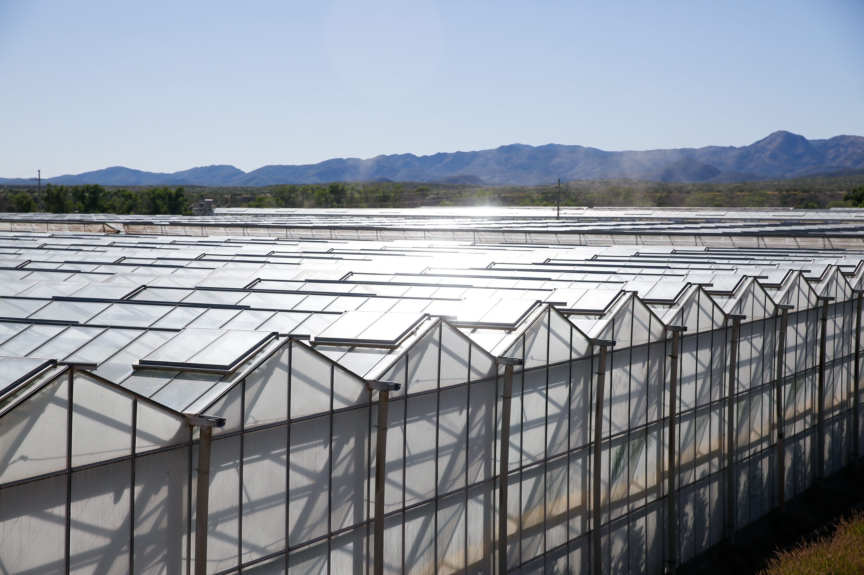 Rows of greenhouses at Wholesum Harvest's farm near the tiny town of Los Janos in Sonora, Mexico. (NPR)