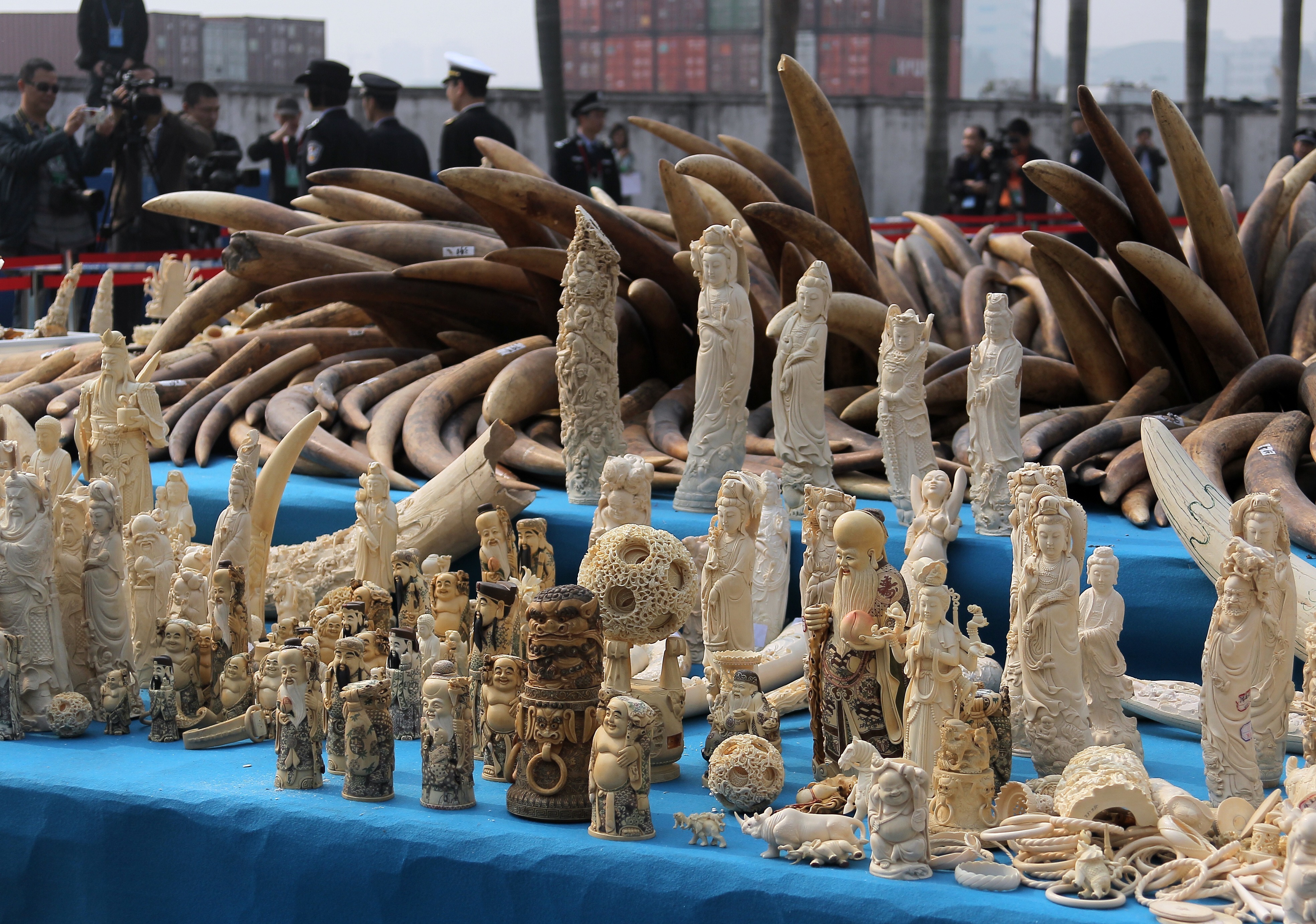 Ivory is displayed before being crushed during a public event in Dongguan, southern China's Guangdong province in January 2014. (AFP/Getty Images)