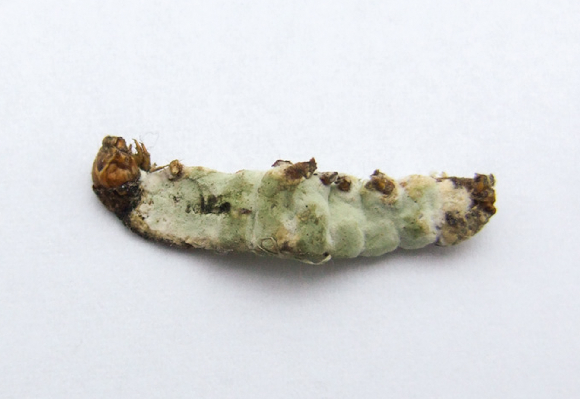 Metarhizium anisopliae, a rice shell pest.