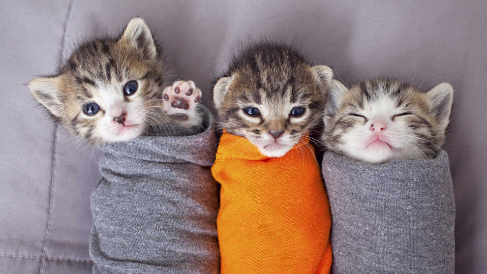 Animal store shelter kittens