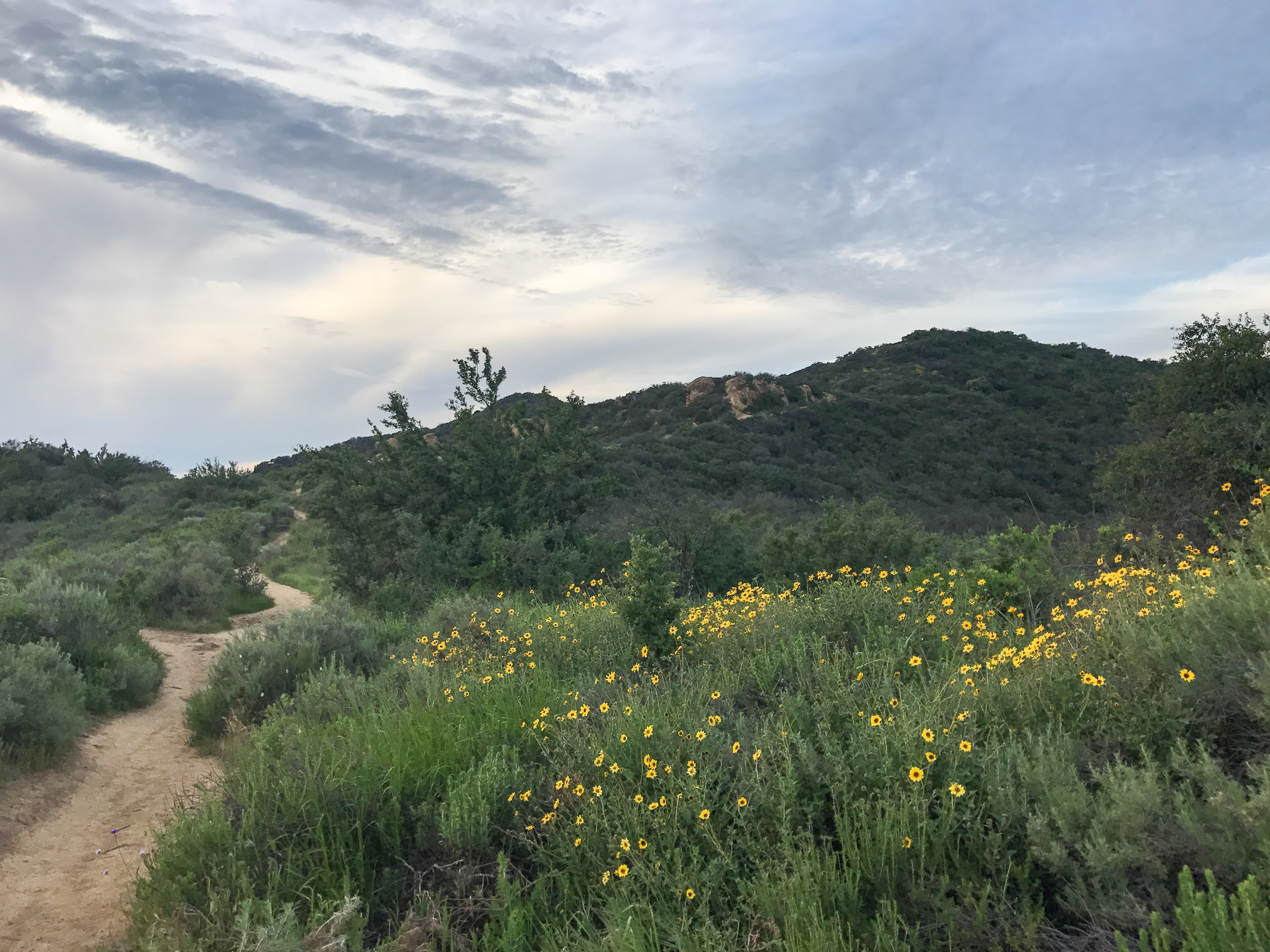 Winter rains have eased the drought in the Santa Monica Mountains National Recreation Area northwest of Los Angeles. (NPR)