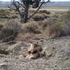 VIDEO: Badger Burying A Cow Surprises Scientists