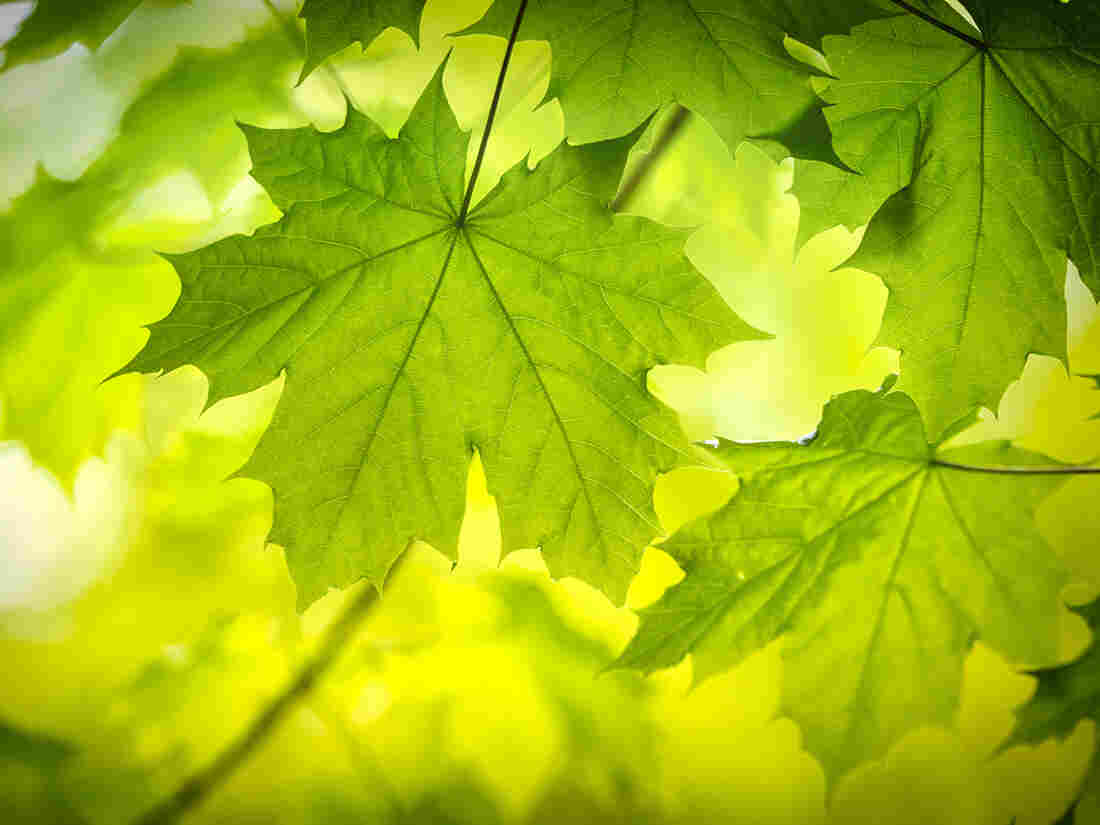 Leaves are not made up of only their own cells, but of other cells as well.