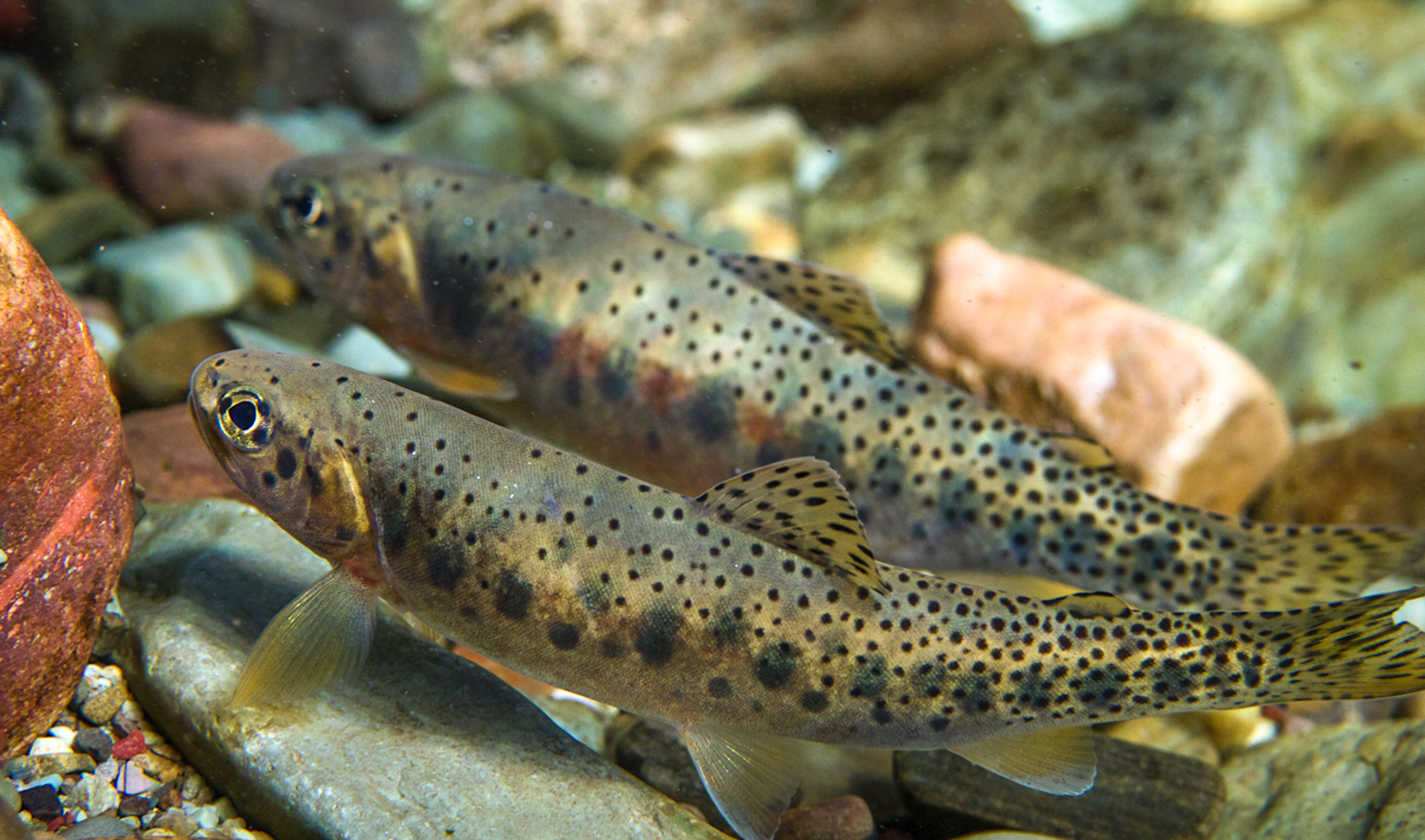 In the Rockies, climate change spells trouble for cutthroat trout