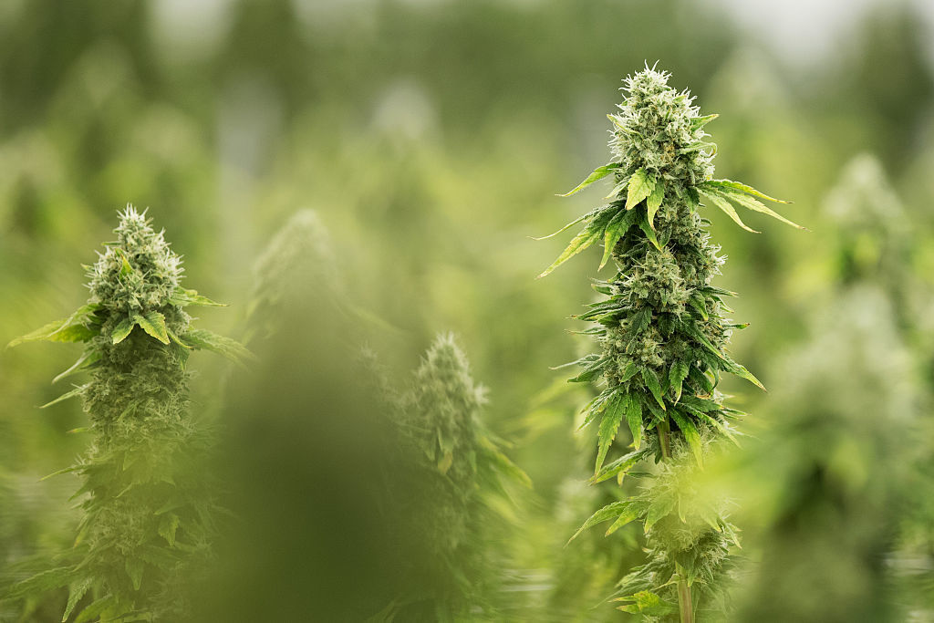 Flowering medicinal marijuana plants in 2016 at Tweed INC in Smith Falls, Ontario.