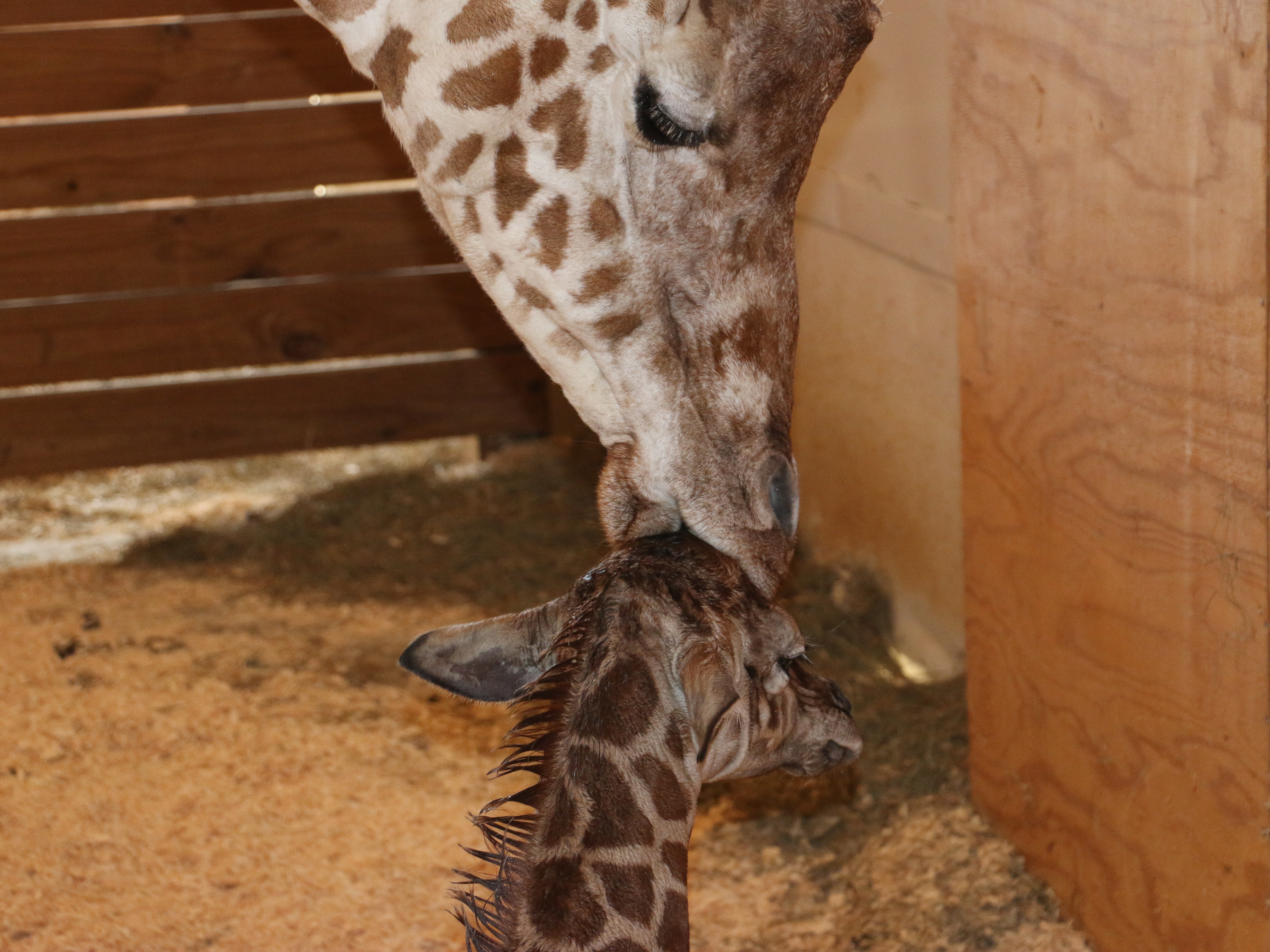 Animal Adventure Park said in a press release that April the giraffe will &quot;raise her baby naturally.&quot; The zoo added that weaning can take up to 14 months. (Courtesy of Animal Adventure Park)