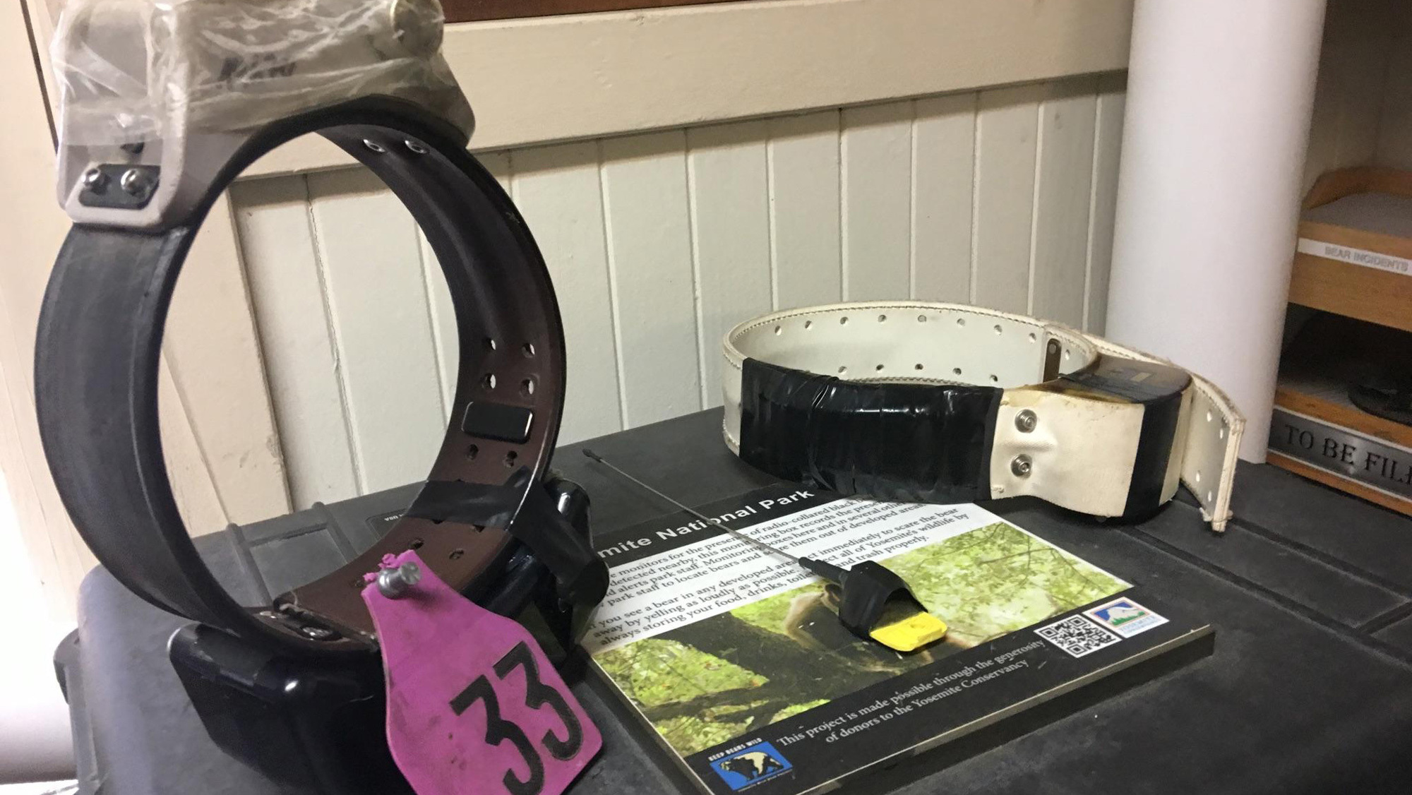 Yosemite Rangers Use Technology To Save Bears From Cars - NPR