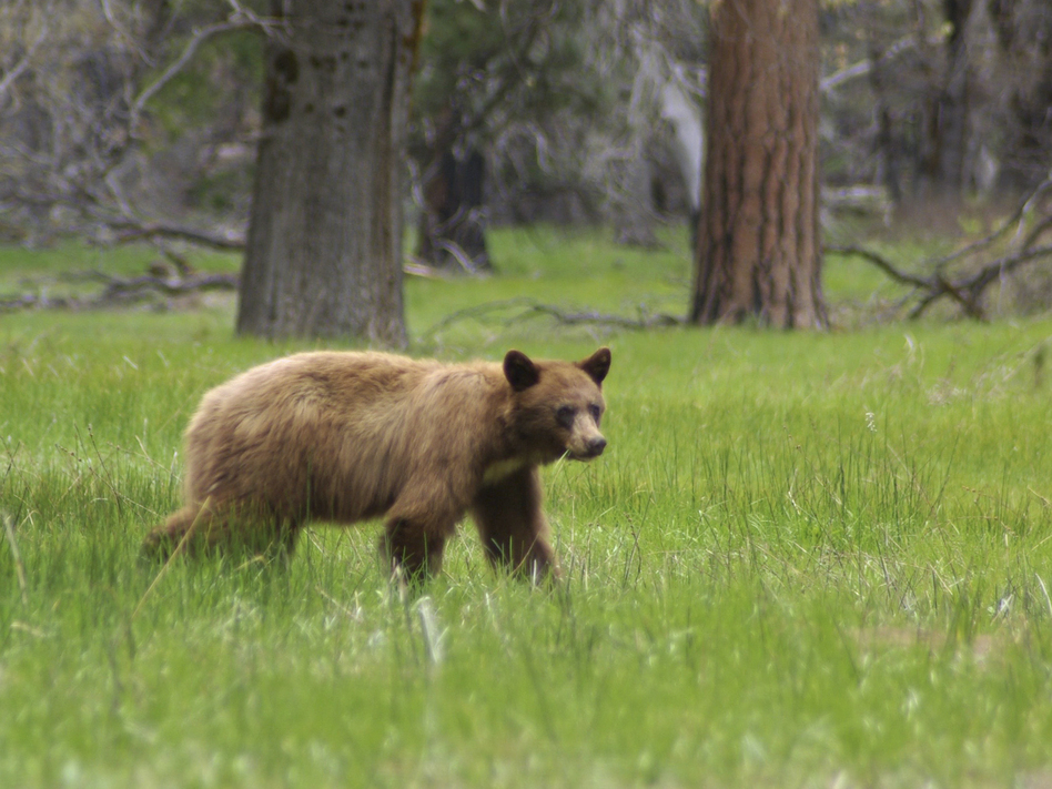 An American black bear (they are often brown) is seen in Yosemite National Park. Rangers hope tracking the bears' locations will help prevent the animals from being hit by cars. (Yosemite National Park via AP)