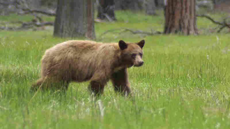 Yosemite Rangers Use Technology To Save Bears From Cars