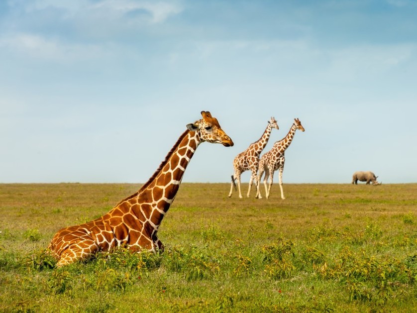 Three giraffes and a white rhino laze in the Serengeti National Park in Tanzania in 2012. The global giraffe population has dropped sharply in recent decades, prompting wildlife groups to urge the giraffe's addition to the endangered species list. (IFAW)