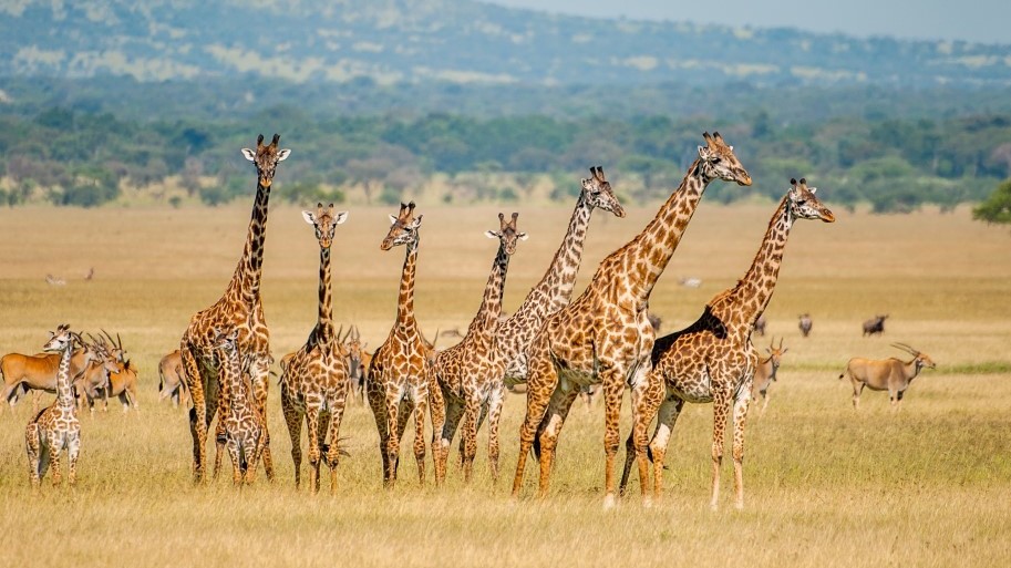 wildlife-groups-want-giraffes-added-to-endangered-species-list-the