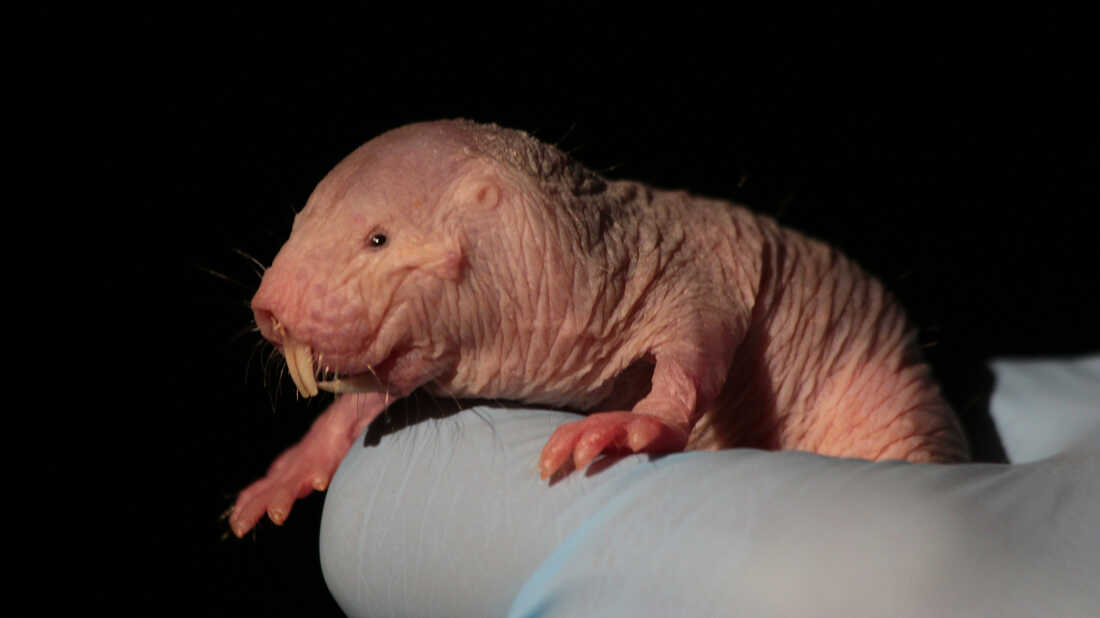 https://media.npr.org/assets/img/2017/04/19/mole-rat-pic-1_wide-1b9c3fcb3d377fa89cf3400a461a78f8929d84cc-s1100-c50.jpg