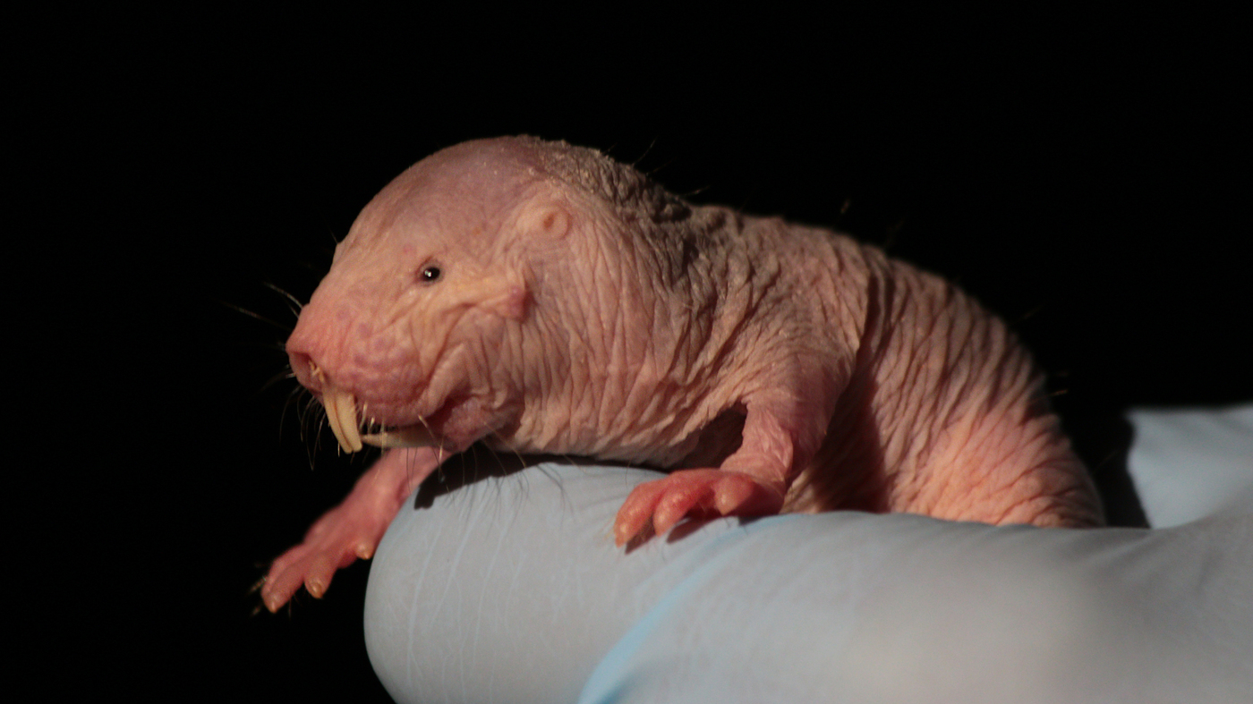 Researchers Find Yet Another Reason Why Naked Mole Rats Are Just Weird The Two Way Npr