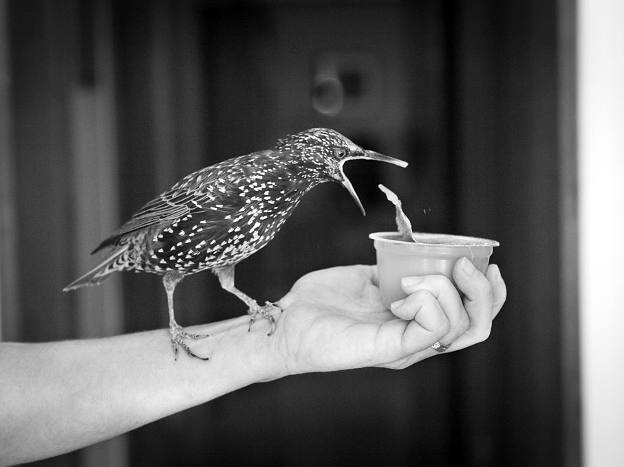 Carmen, the pet starling of author Lyanda Lynn Haupt, prepares to dine on applesauce. (Courtesy of the author)