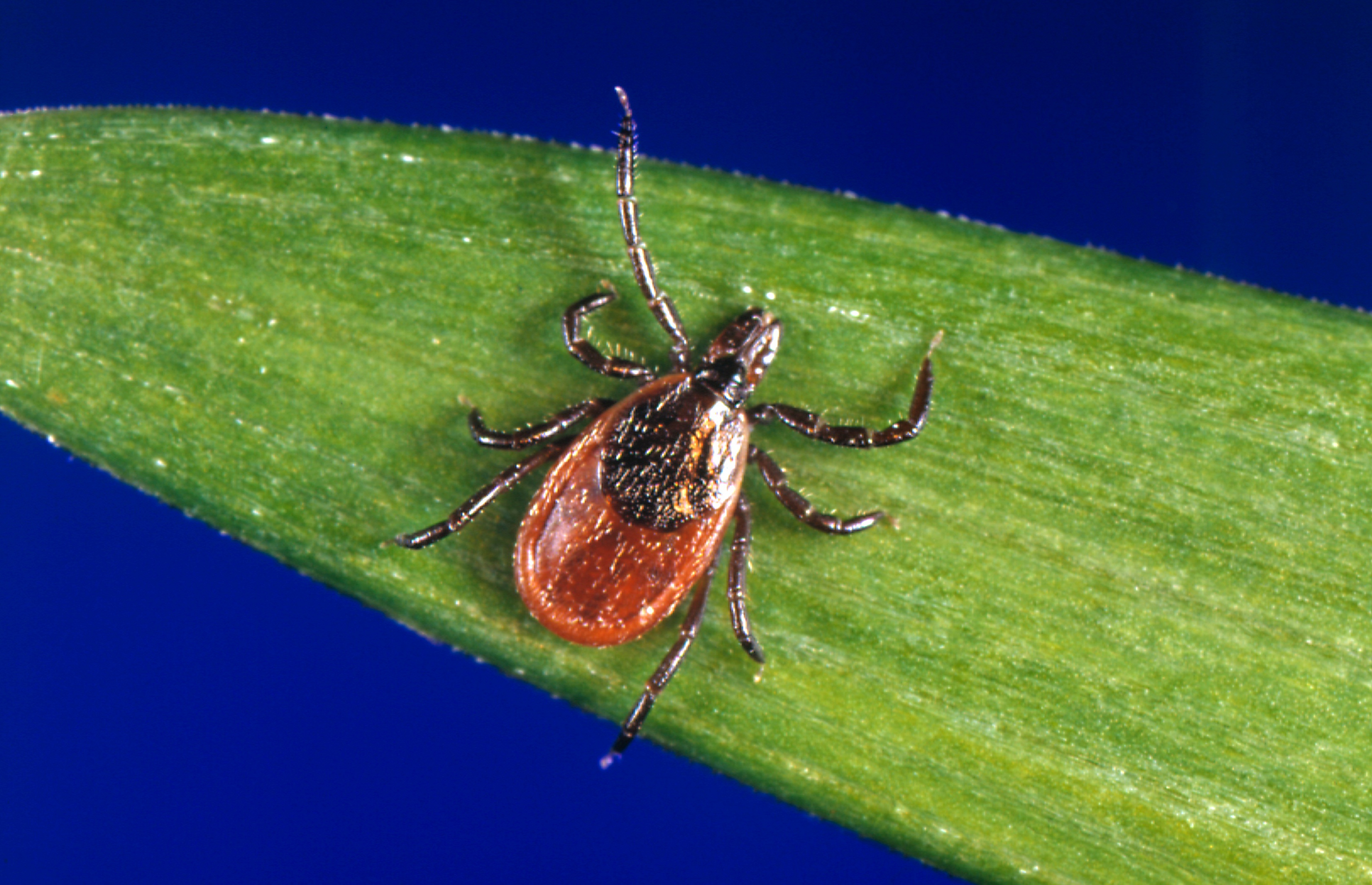 The black-legged tick, <em>ixodes scapularis,</em> can spread Lyme disease. (Getty Images)