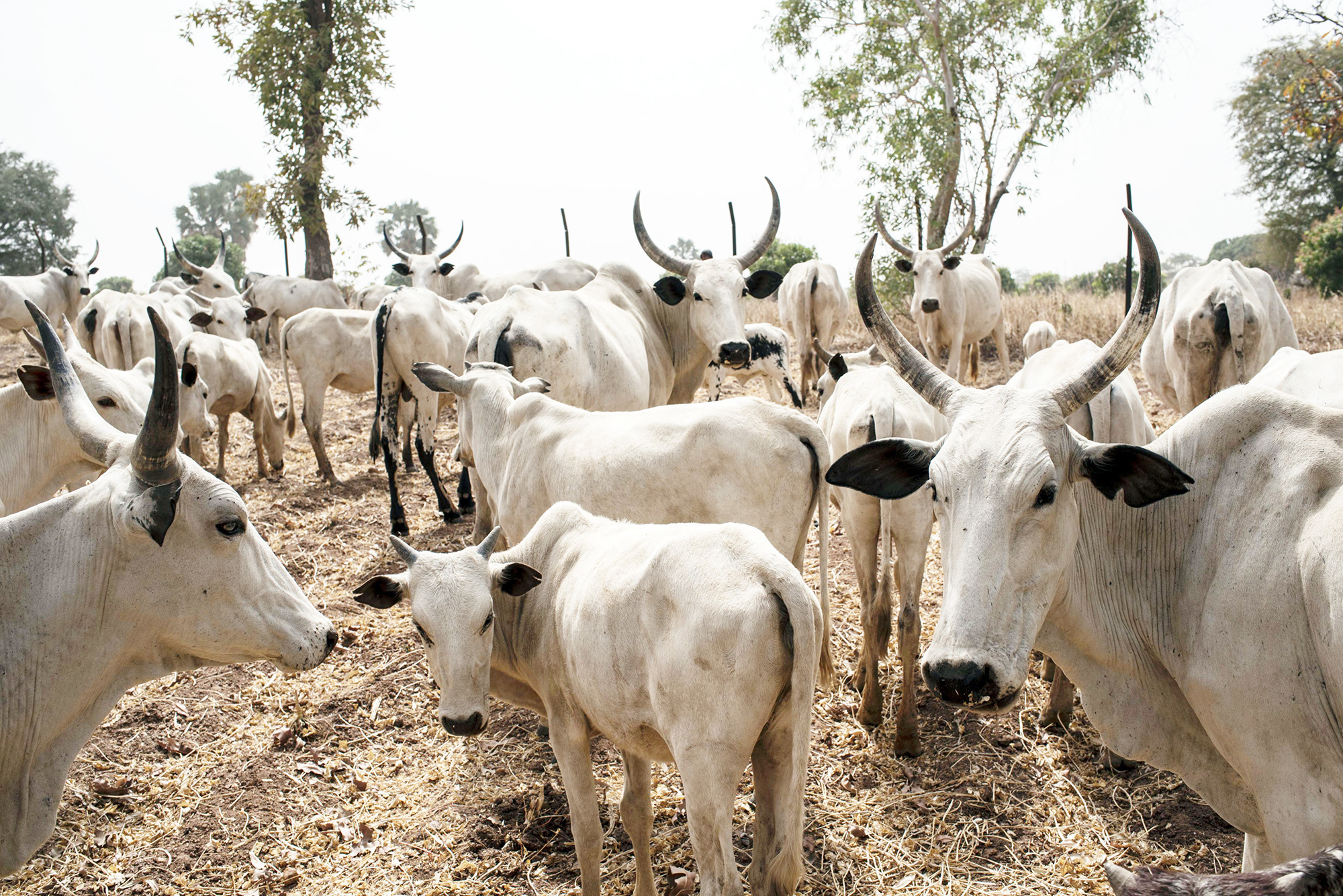 Cattle owned by Fulani herdsmen graze in a field outside Kaduna, northwest Nigeria in February 2017. (AFP/Getty Images)
