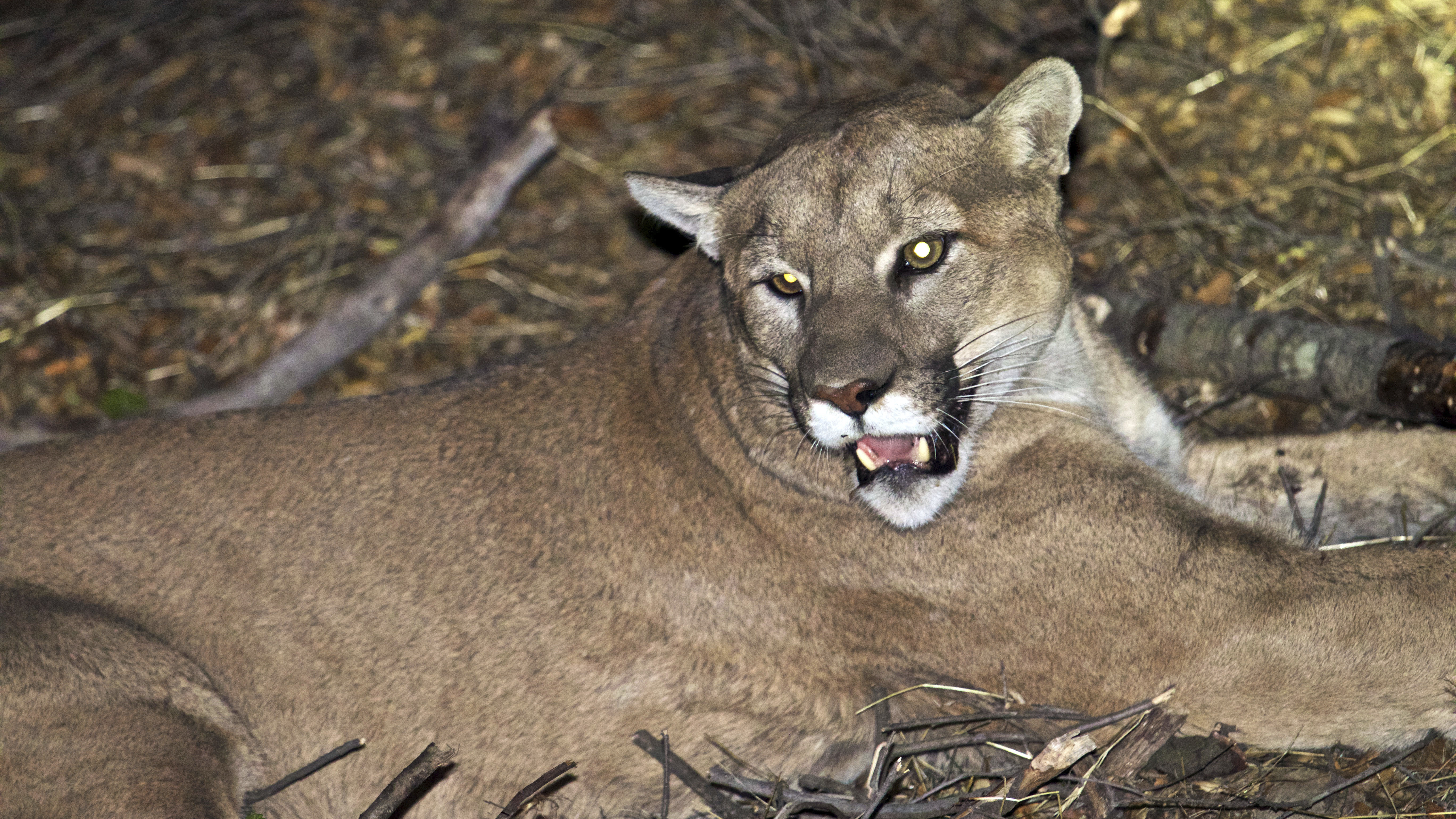 A mountain lion, although not this one, has been confirmed as the "shadow of an animal" that made off with a Pescadero, Calif., homeowner