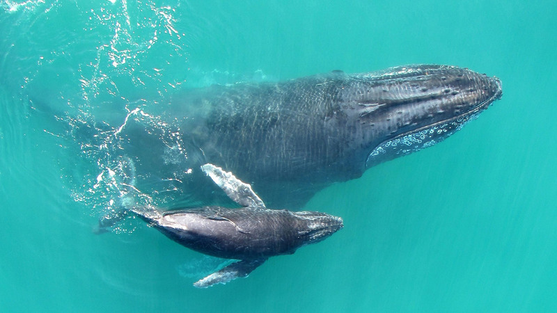 Whale trade options