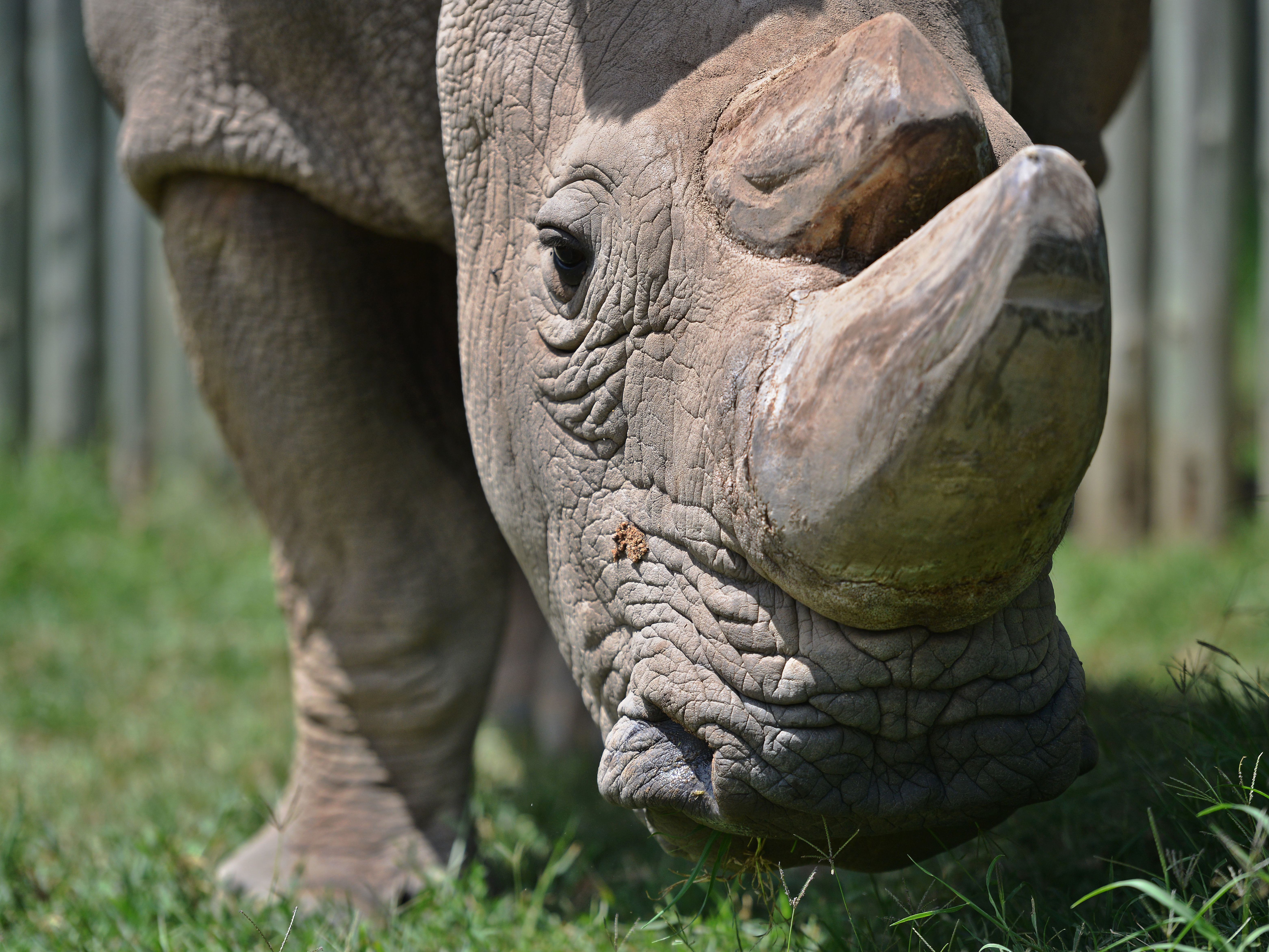 Sudan, the last known male of the northern white rhinoceros subspecies, stands for his close-up in a paddock last year at the Ol Pejeta Conservancy in Kenya. If Tinder users swipe right on Sudan's profile, they're taken to a page asking for contributions to help him reproduce. (AFP/Getty Images)