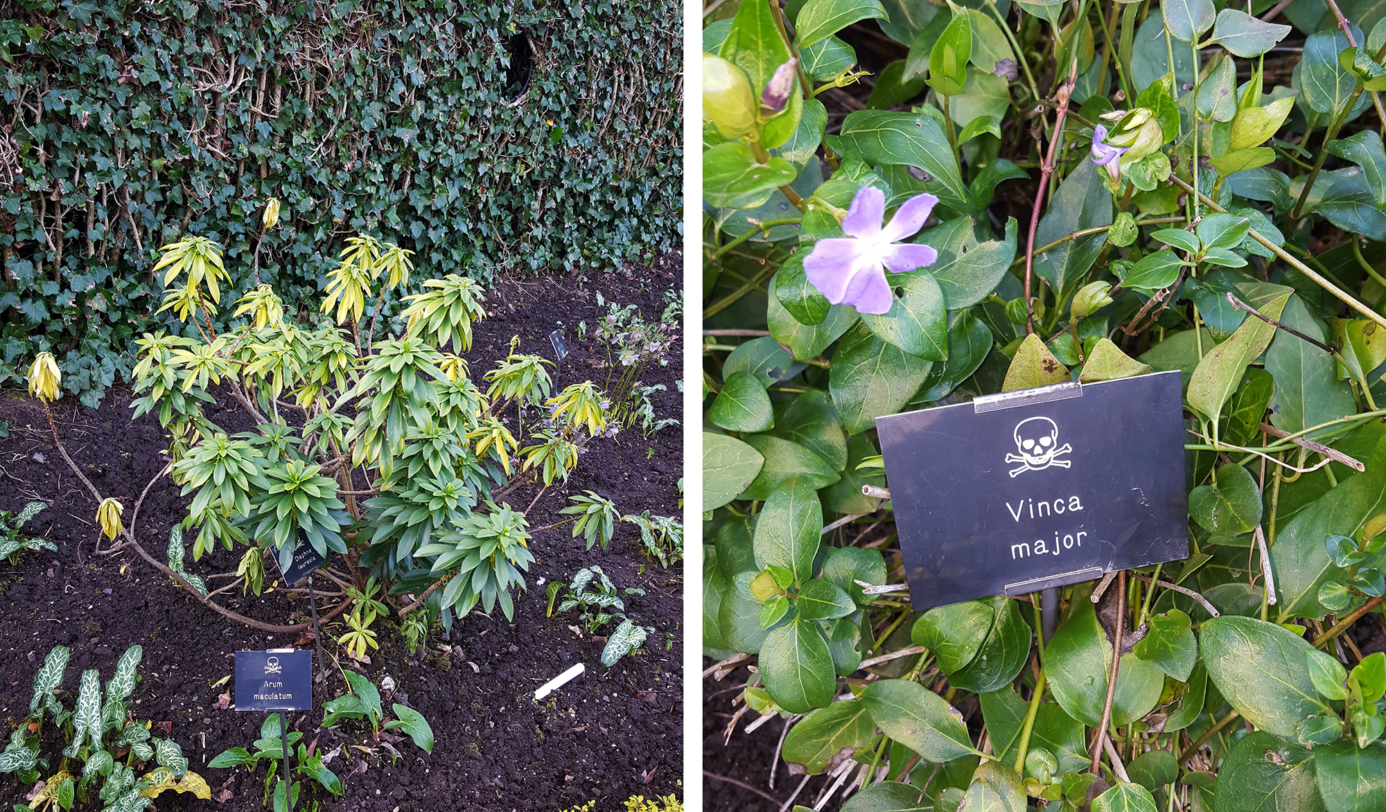 To The Poison Garden Medicine's Medieval Roots NCPR News