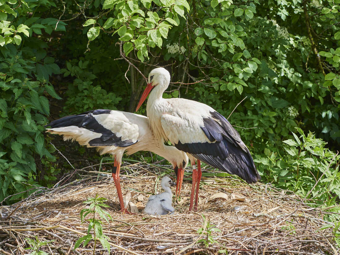 European White Stork with young chicks at the Zurich Zoo in Switzerland.