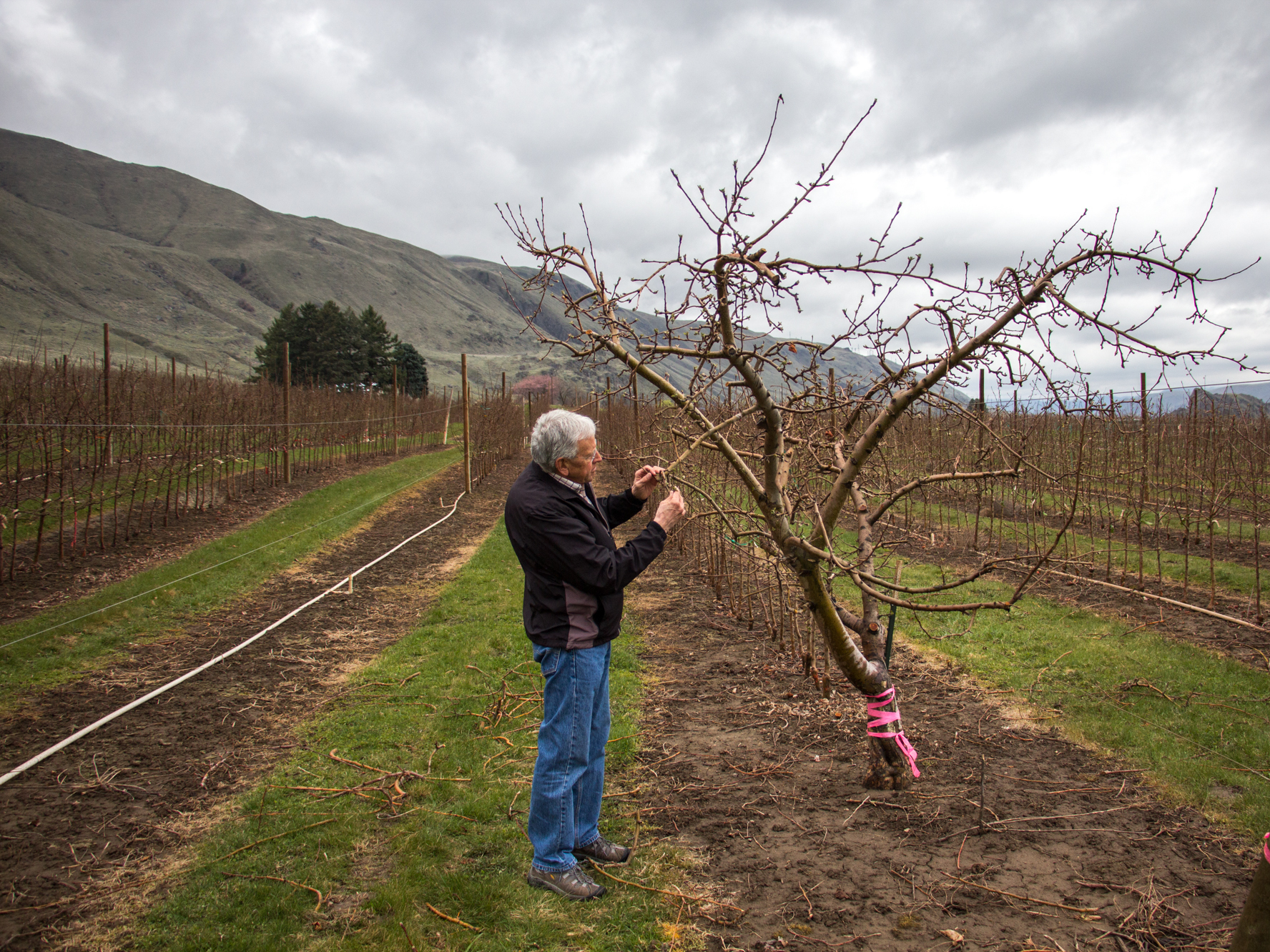 Patent holder Bruce Barritt stops by the mother of all Cosmic Crisp trees. Cosmic Crisp was the result of breeding project at Washington State University in the 1990s.
(Dan Charles/NPR)