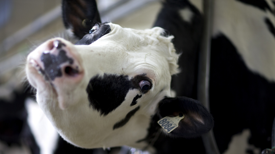 A cow is milked at a dairy farm in Granby, Quebec, last month. President Trump recently accused Canada of unfairly blocking imports of milk from the U.S. He was taking aim at a Canadian system that defiantly rejects the free market and protects small farmers. (Bloomberg via Getty Images)