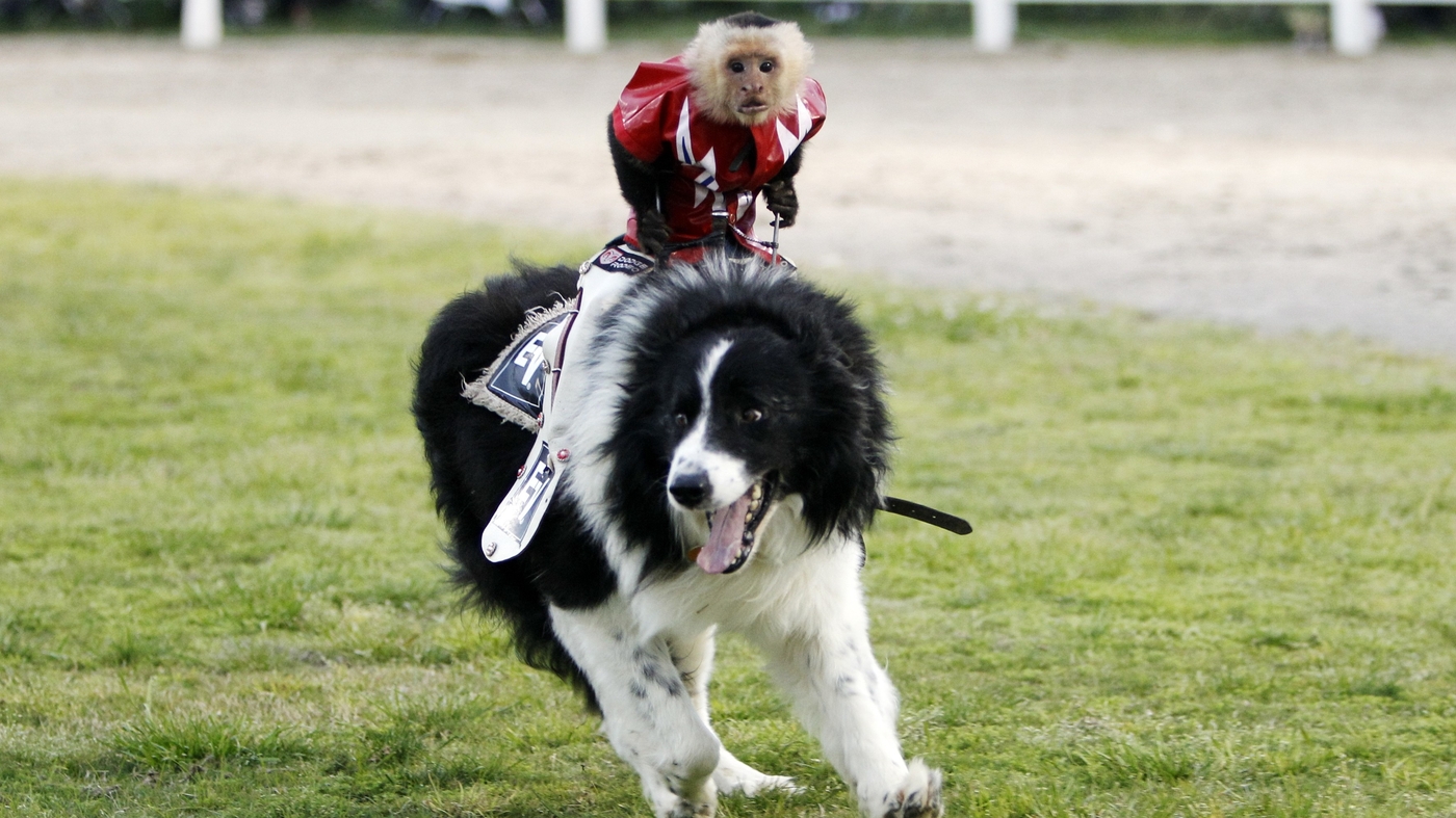 The Cowboy Monkey Rodeo Puts Animals At Risk, Activists Say : 13.7