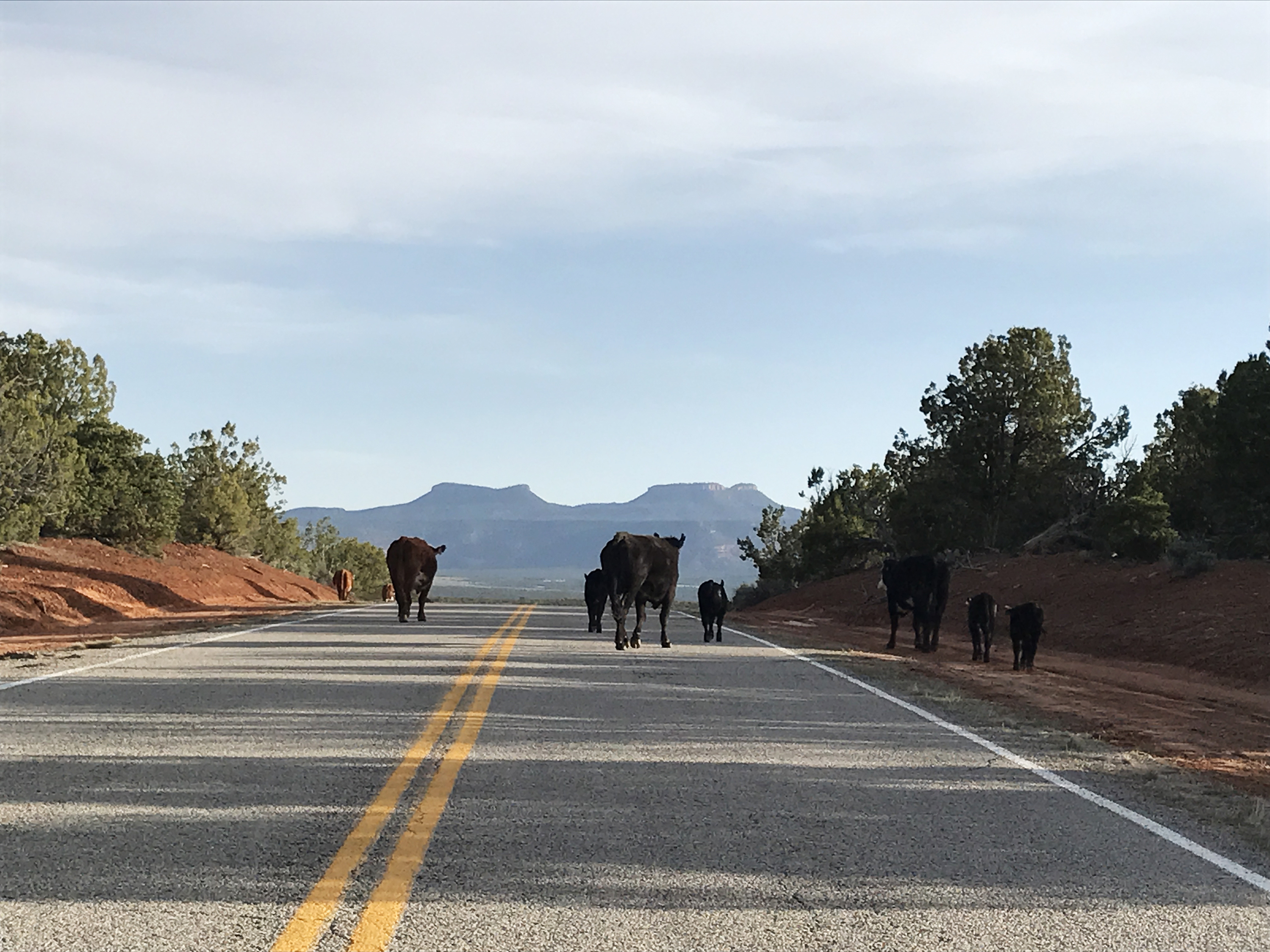 Cattle roam on federal public land beneath the Bears Ears buttes in Utah. When he arrives in rural Utah this weekend, Interior Secretary Ryan Zinke is expected to get an earful about the controversial designation of the Bears Ears National Monument. (NPR)