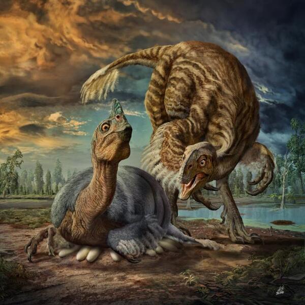 In an artist's rendering, a gigantic, cassowarylike dinosaur named Beibeilong, which lived some 90 million years ago, incubates its eggs.