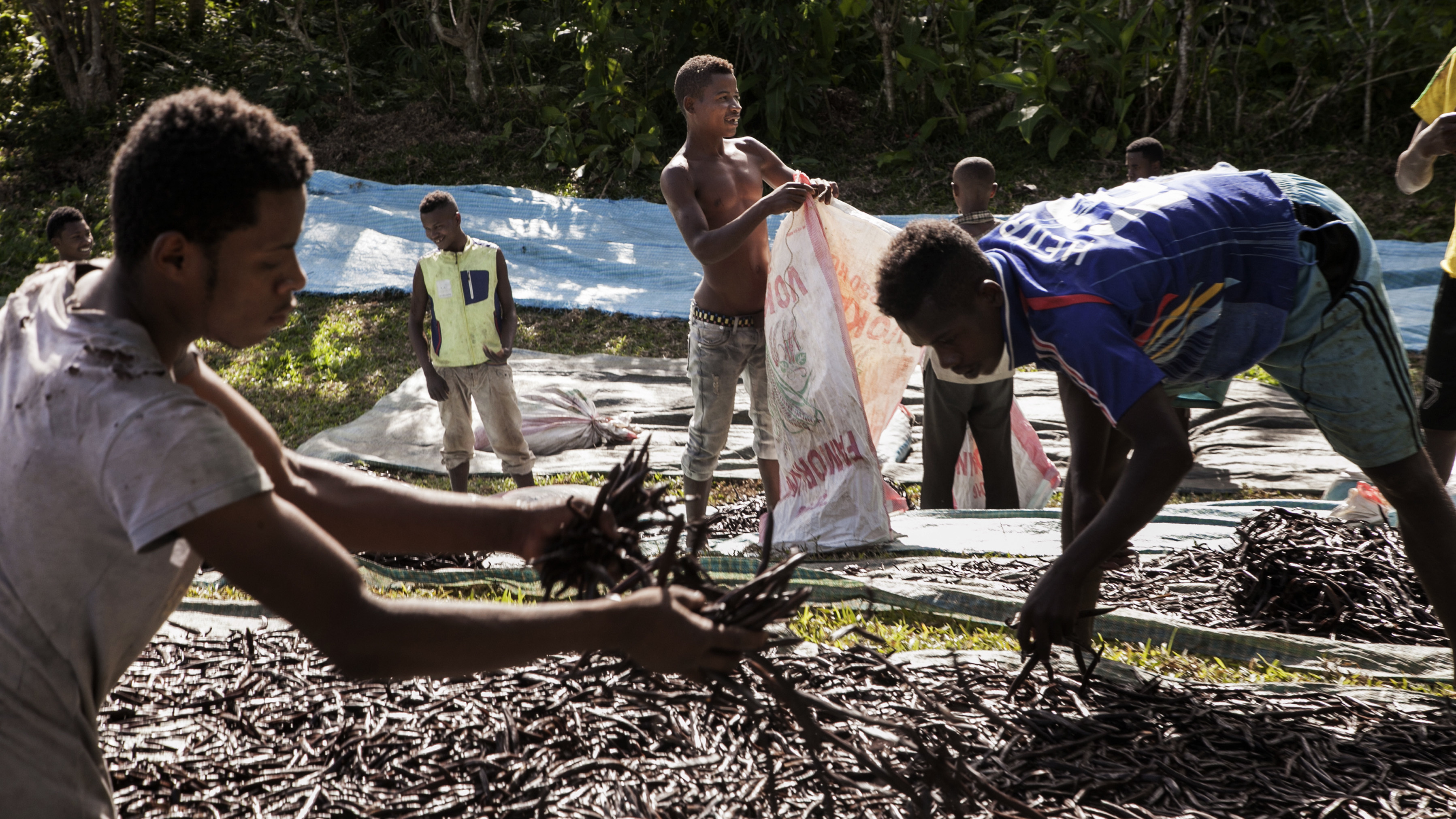 Workers spread &quot;red vanilla&quot; (vanilla that has been treated by special cooking) in the sun to be dried near Sambava, Madagascar, in May 2016. Madagascar, producer of 80 percent of the world's vanilla, has seen huge jumps in the price. It's one of the most labor-intensive foods on Earth. (AFP/Getty Images)